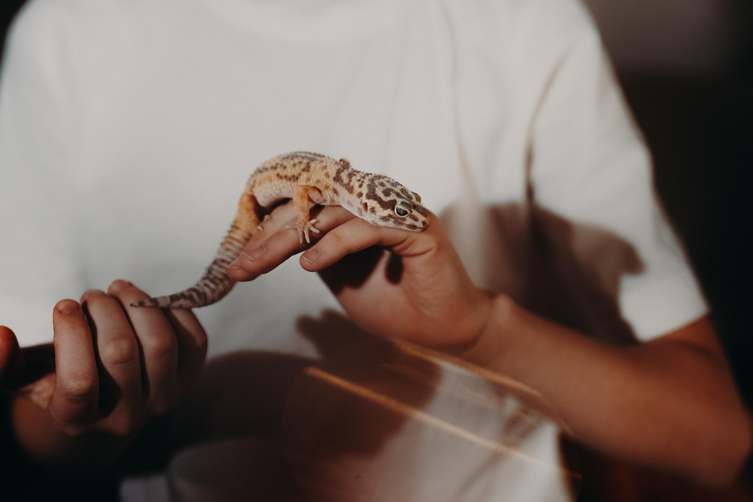 Мама, папа, новый дом. Ася Краснова