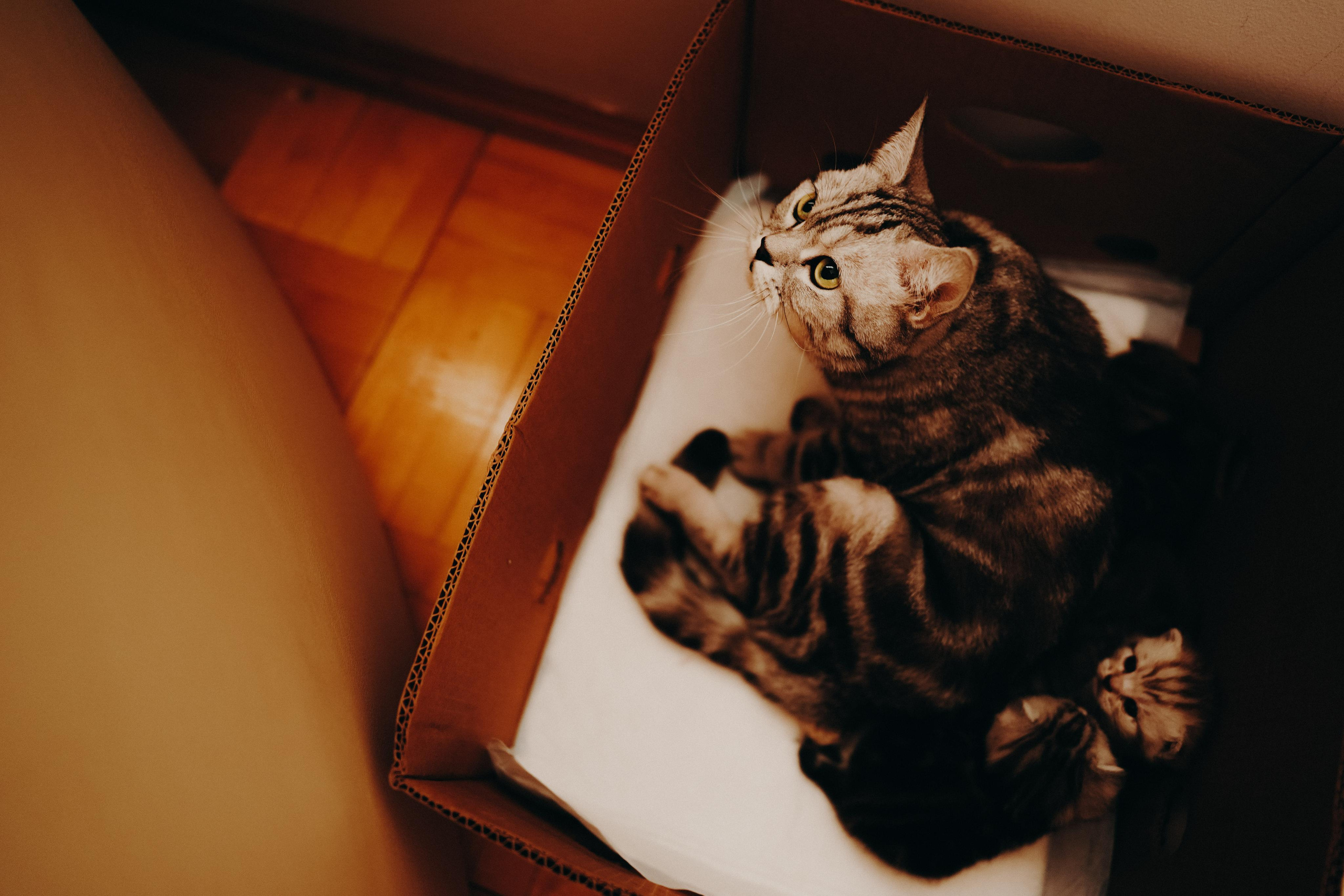 Мама, папа, новый дом. Ася Краснова