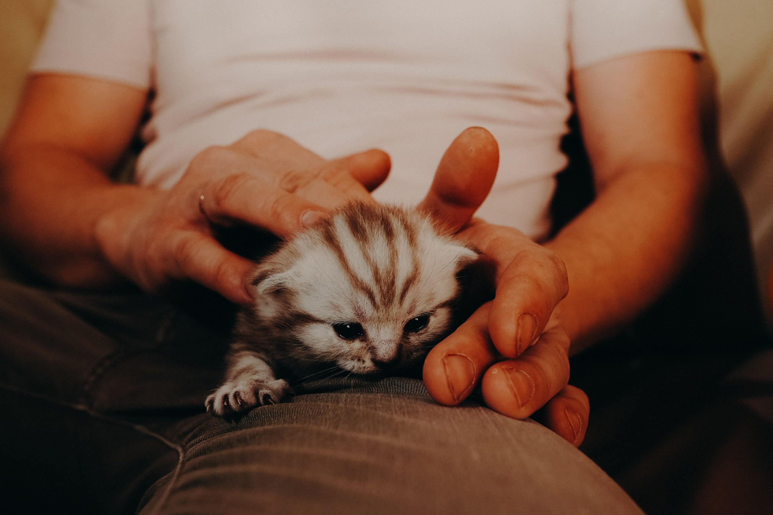 Мама, папа, новый дом. Ася Краснова