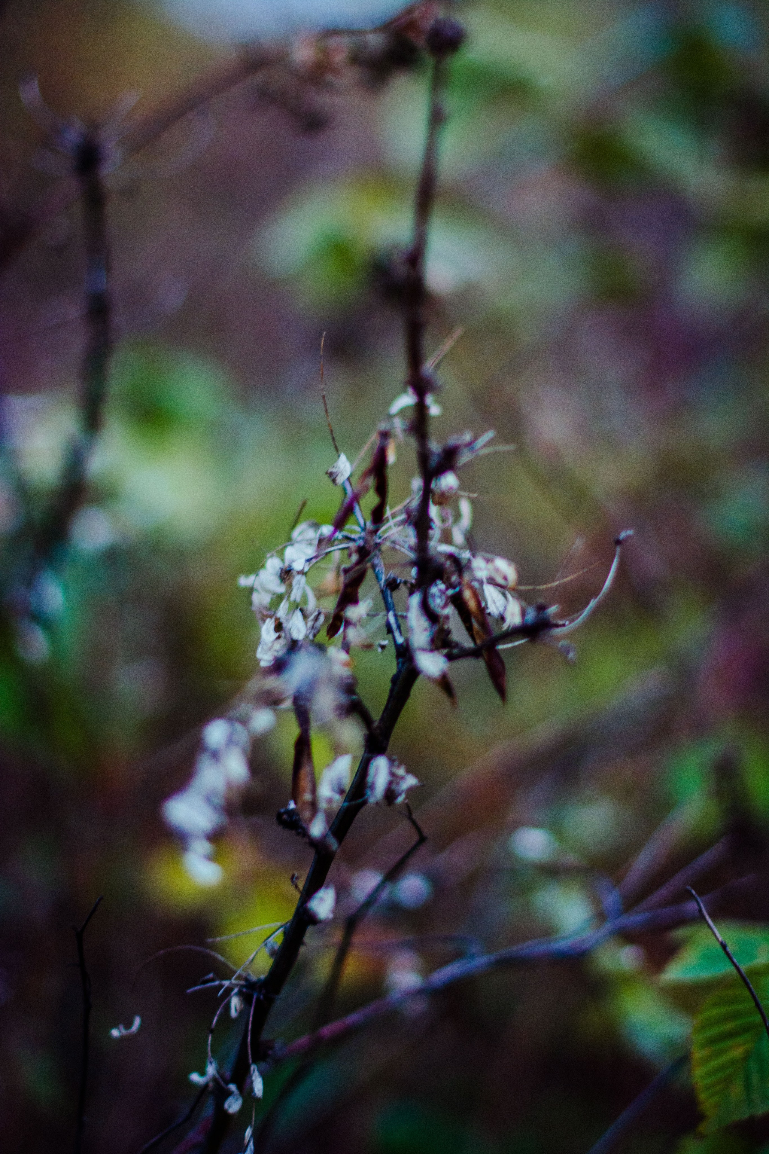 Flowers. Фотографирую искусство в Хабаровске