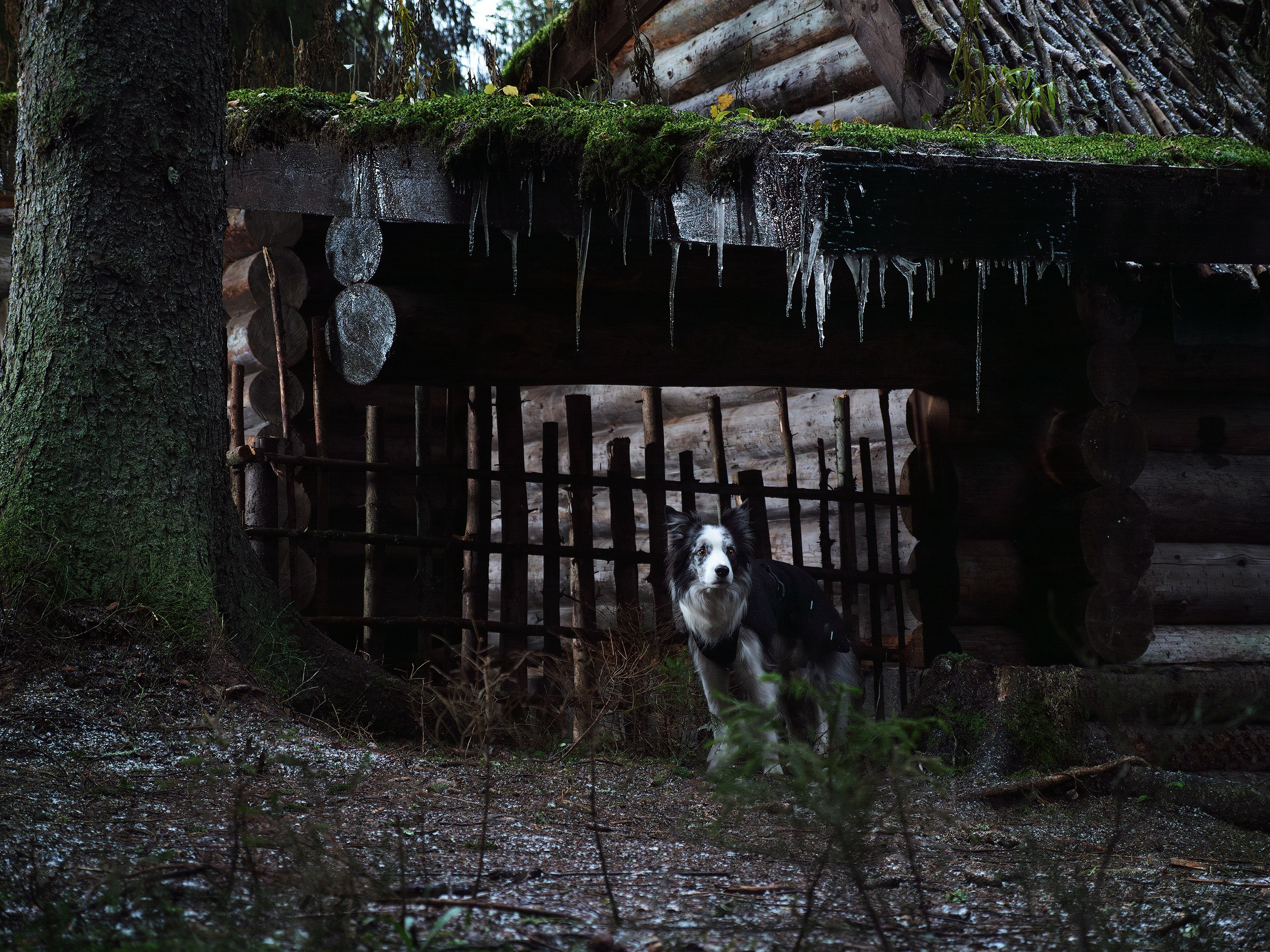 Хэллуин. Фотограф анималист Никита Натальный