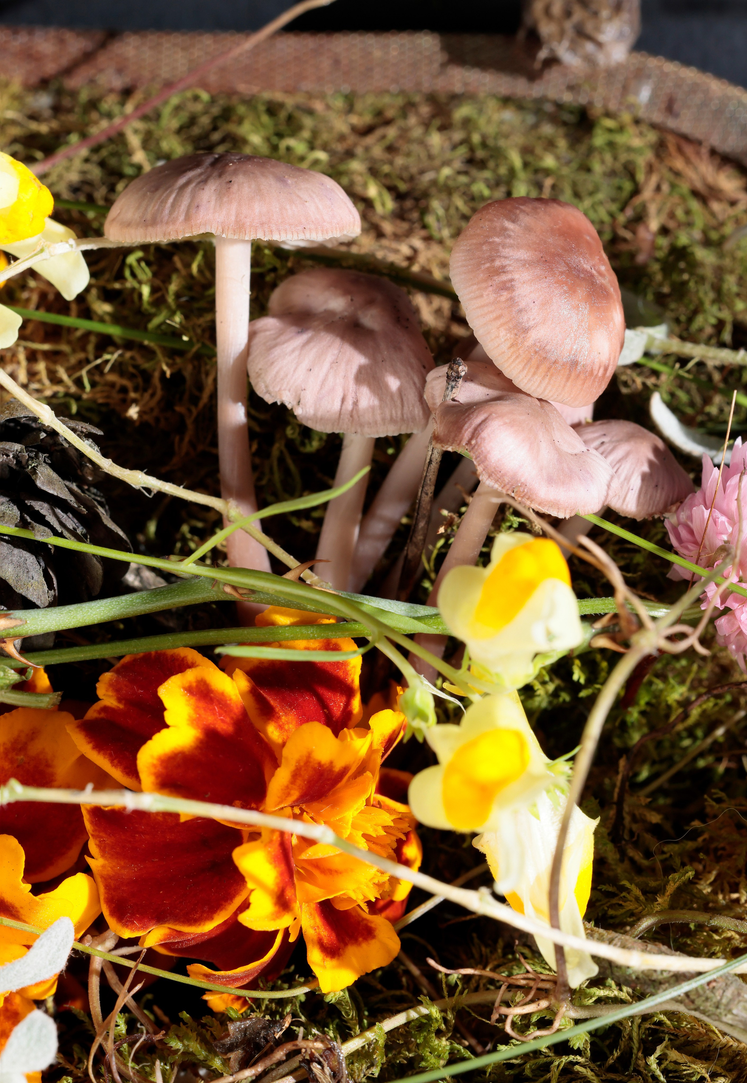 Флорист: Жанна Семёнова.