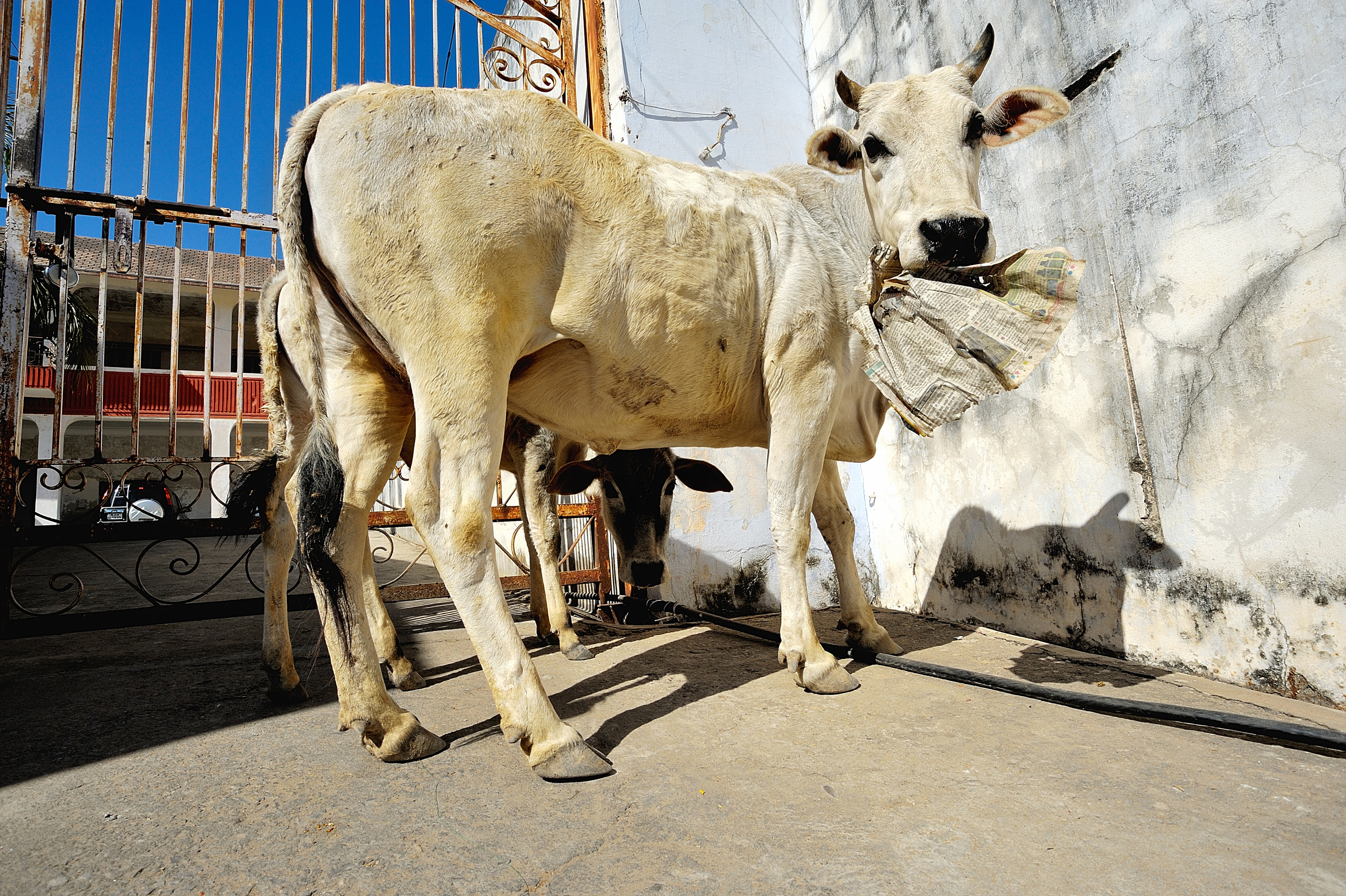 Индия. Коммерческий фотограф Сергей Татаринцев