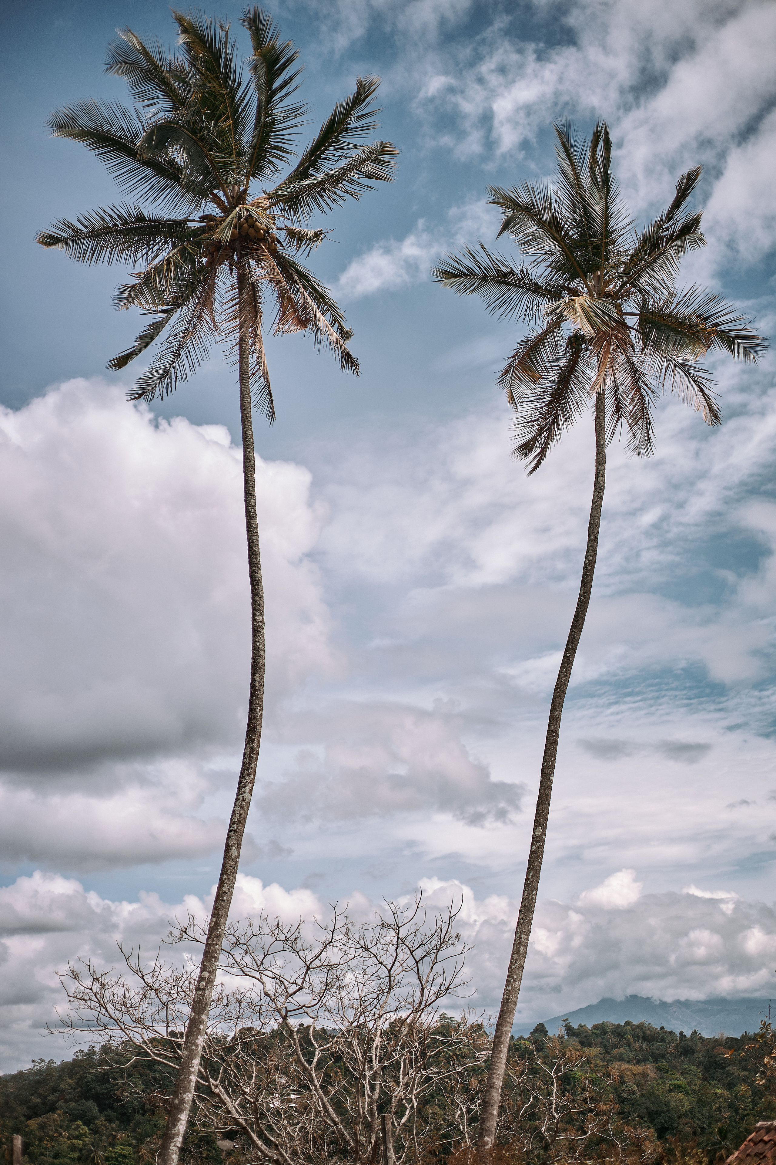 Шри-Ланка. Коммерческий фотограф Сергей Татаринцев