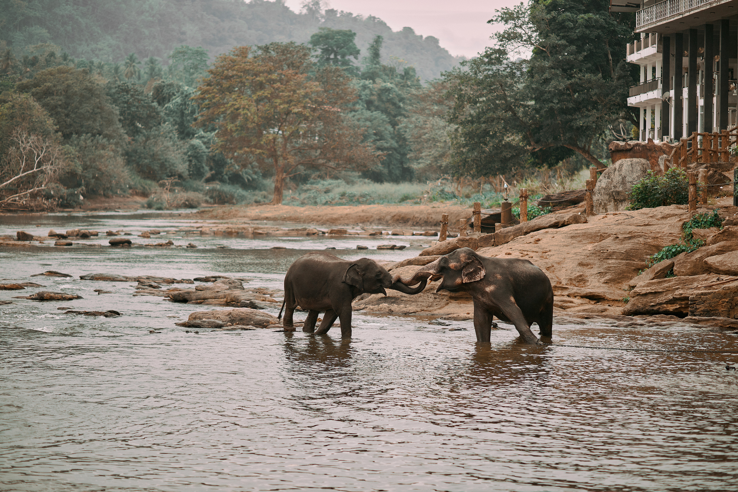 Шри-Ланка. Коммерческий фотограф Сергей Татаринцев