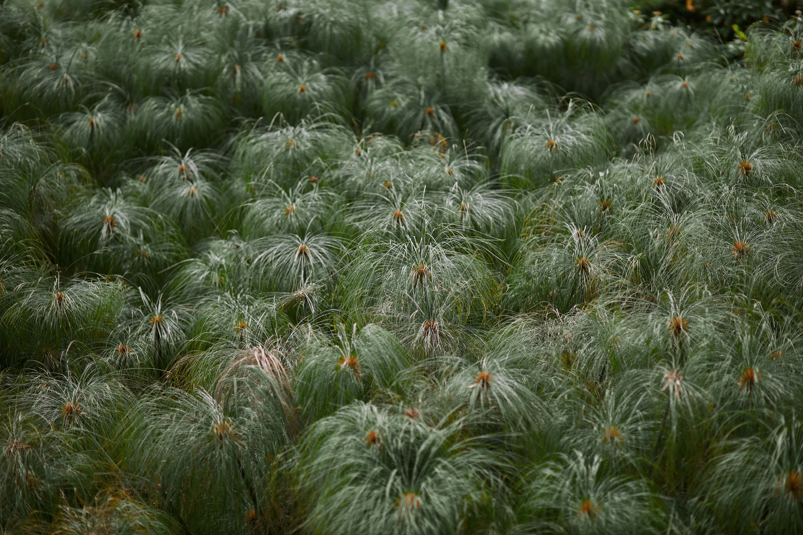 Шри-Ланка. Коммерческий фотограф Сергей Татаринцев