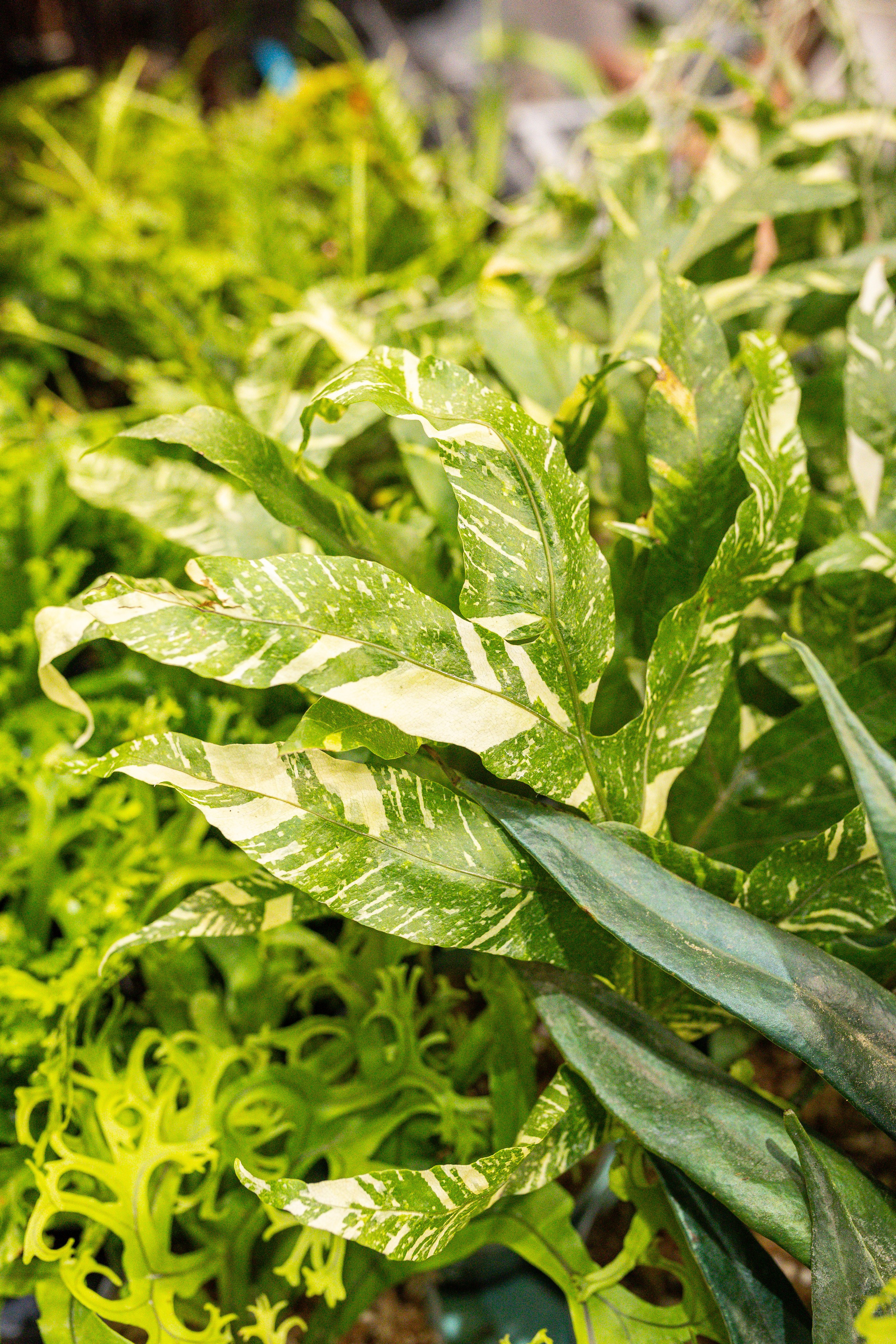 Монстериум 11–12 октября. Александра Куликова фотограф, Москва