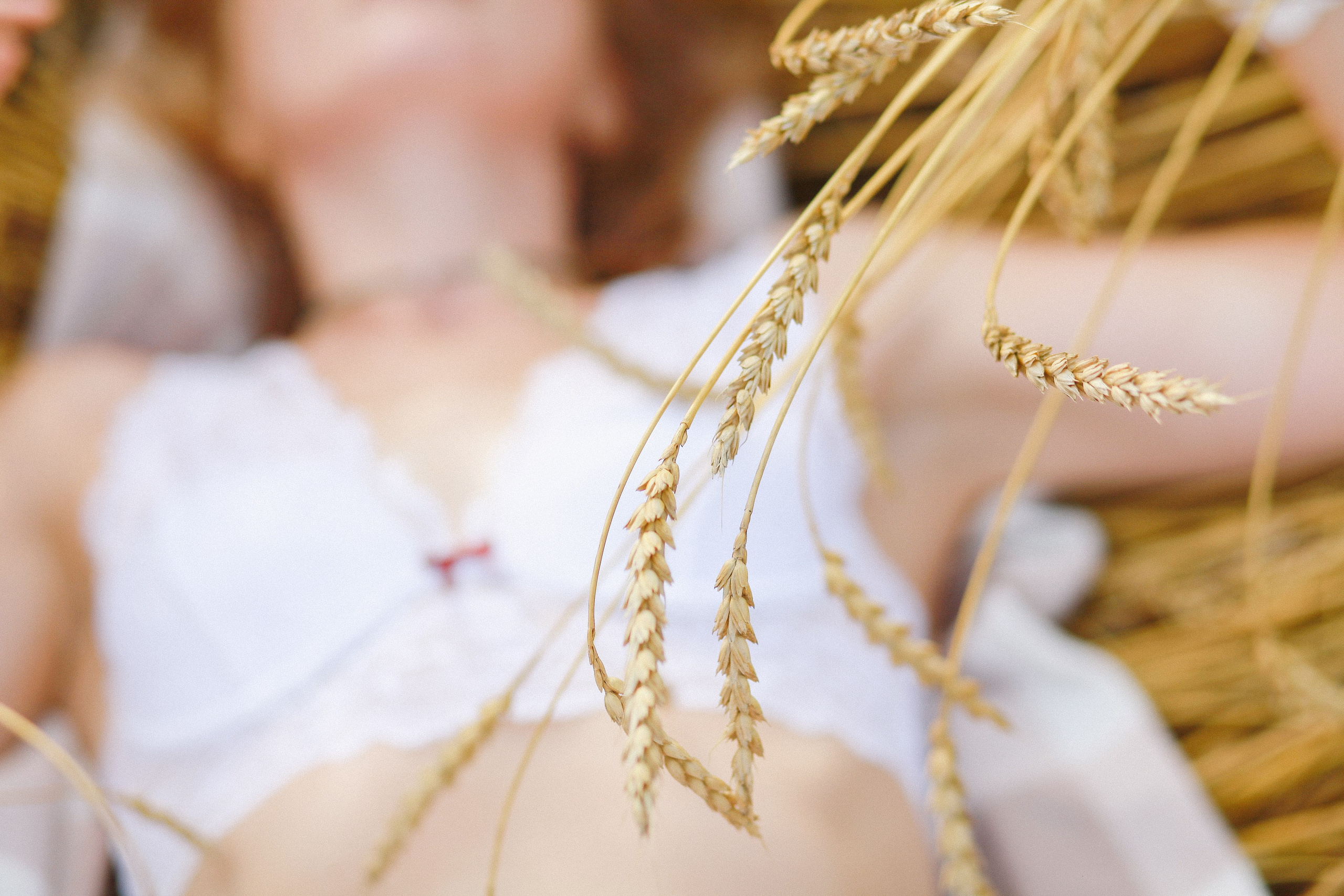 Рожь. Фотограф Дарья Локотко в Красноярске