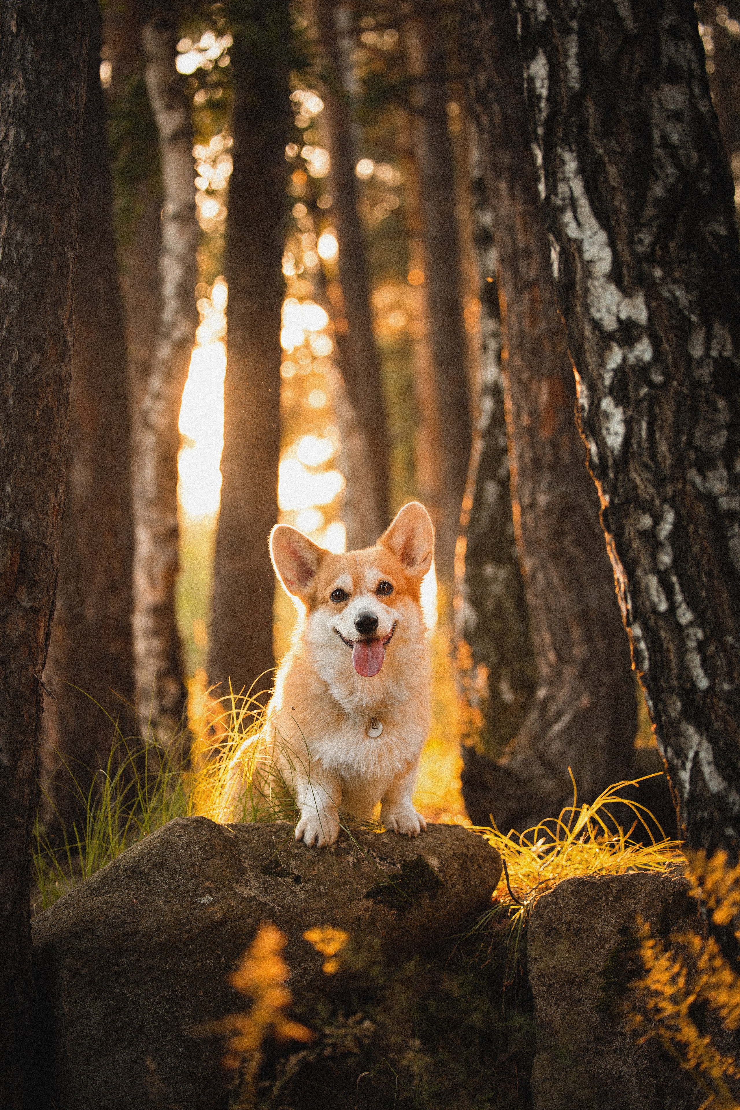 Портфолио. Фотограф-анималист в Екатеринбурге Марина Шишкина