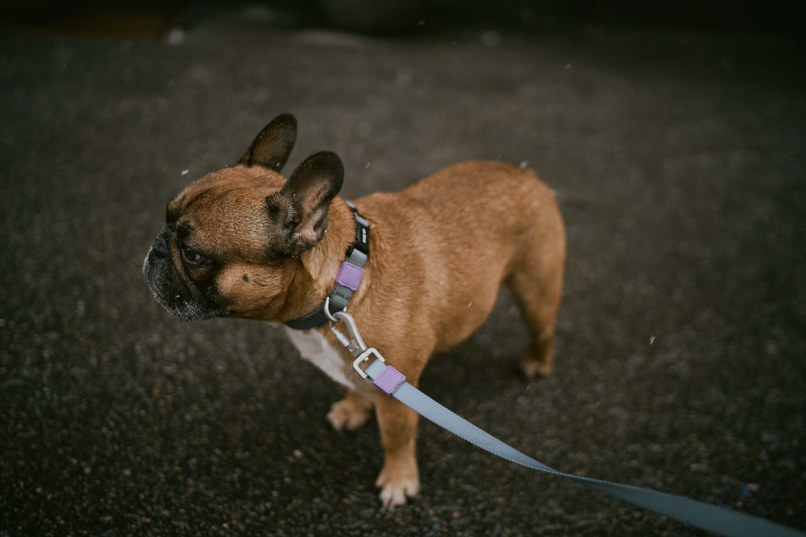 Лена и Кирилл. Фотограф в Санкт-Петербурге | Аня Маленчук