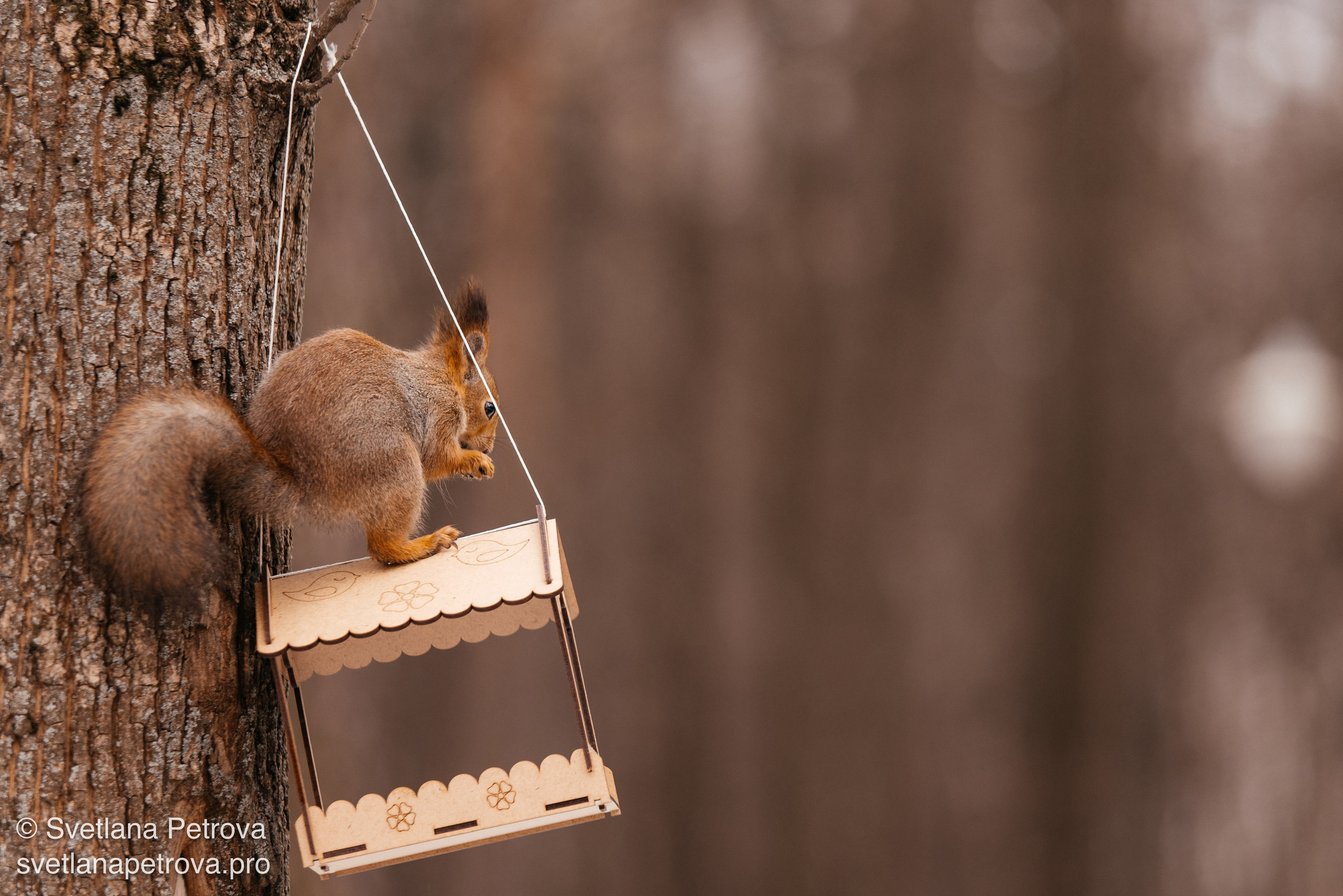 Белочки. Весна 2026. Фотограф Светлана Петрова