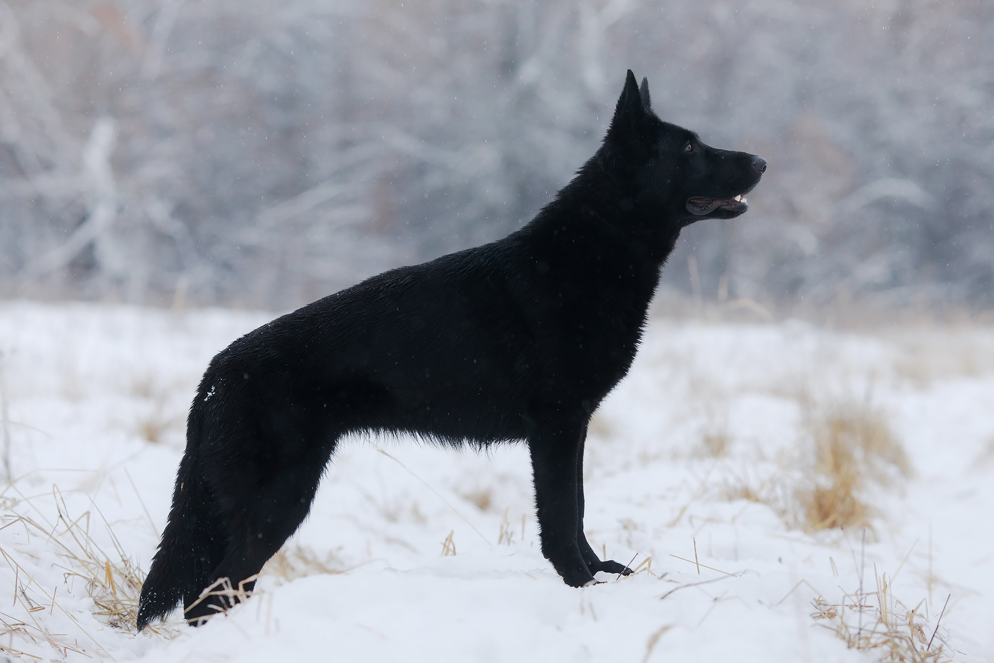 Зимние портреты. Фотограф-анималист Mary Mart — Москва, Питер