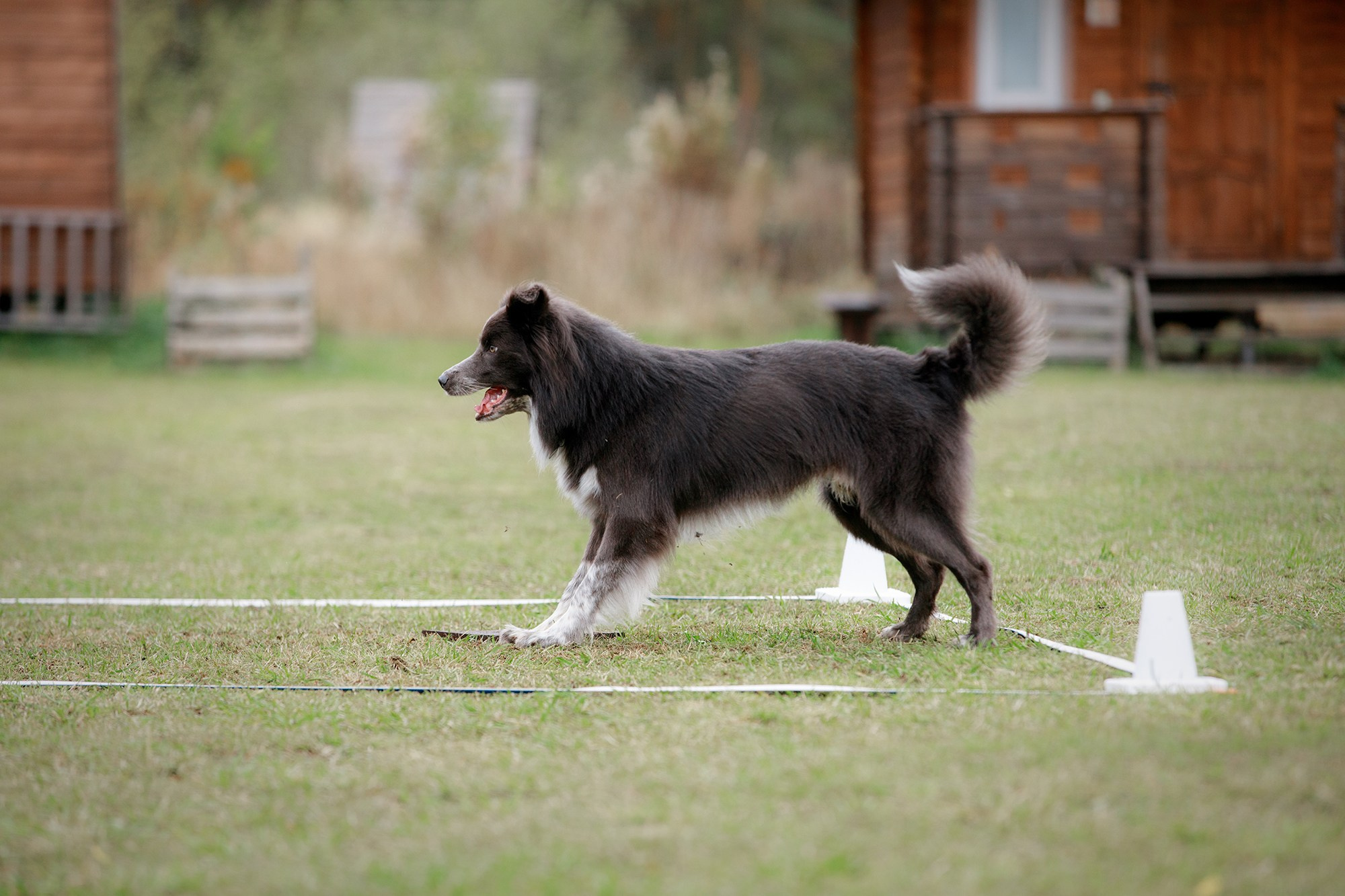 Лагерь по ОБД с Инной Баженовой. Фотограф-анималист Mary Mart — Москва, Питер