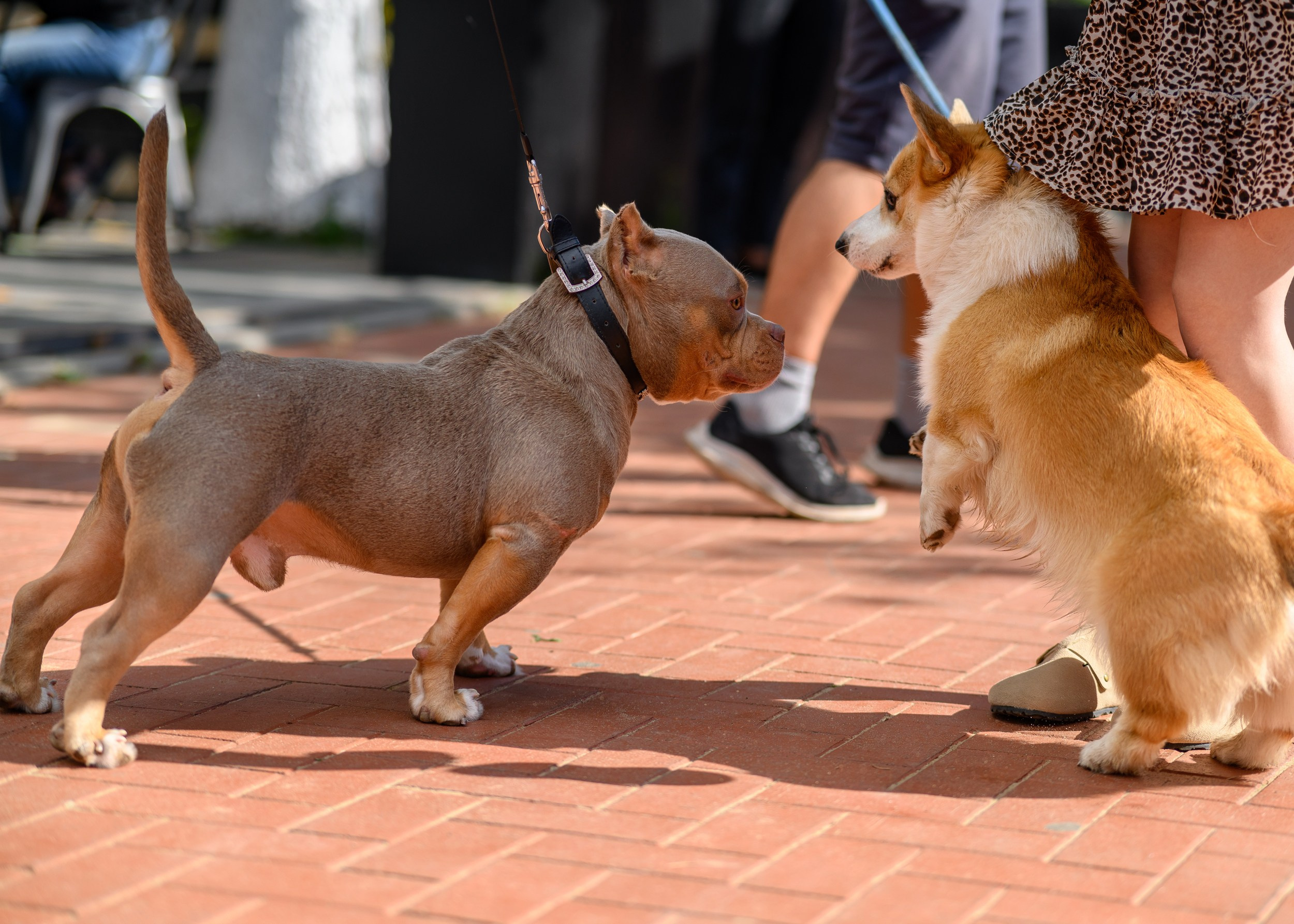 СобачийФест_РынокНаГоре_10082024. Фотограф Александр Данилов