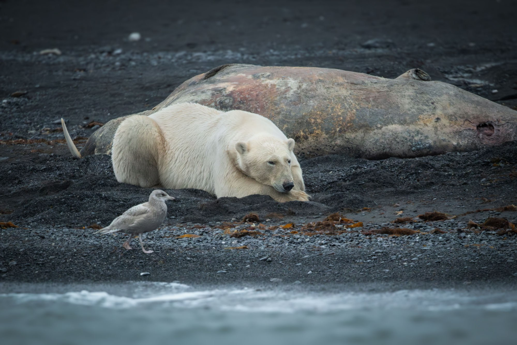 Фотографии животный мир России