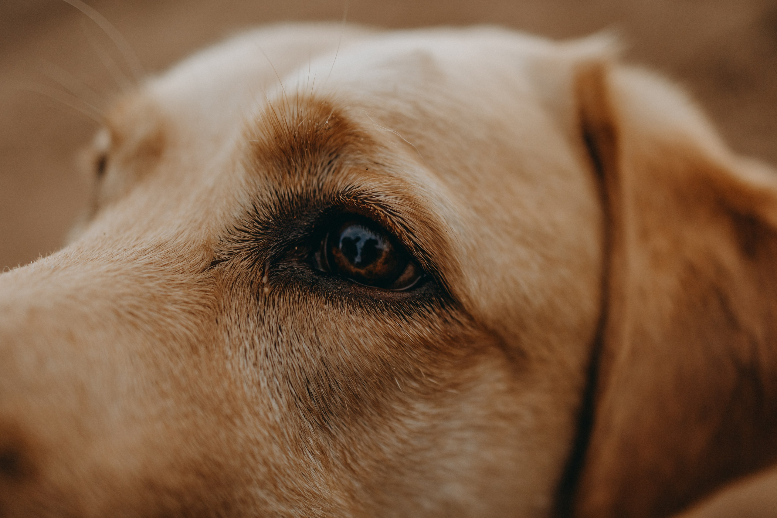 Наташа и Шани. Фотограф — Анималист | Санкт-Петербург