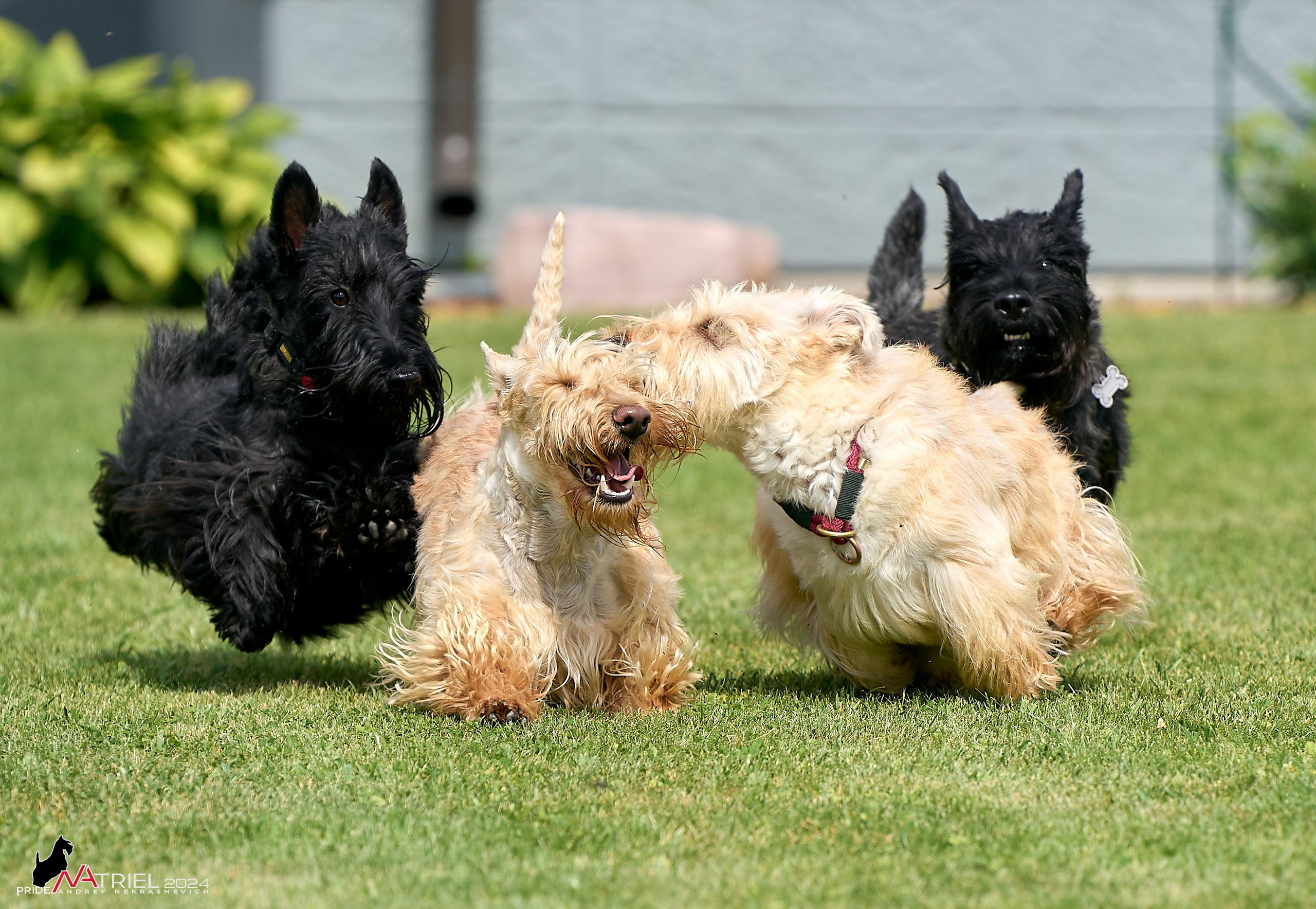Скотчесемья «ИмпериалИти»