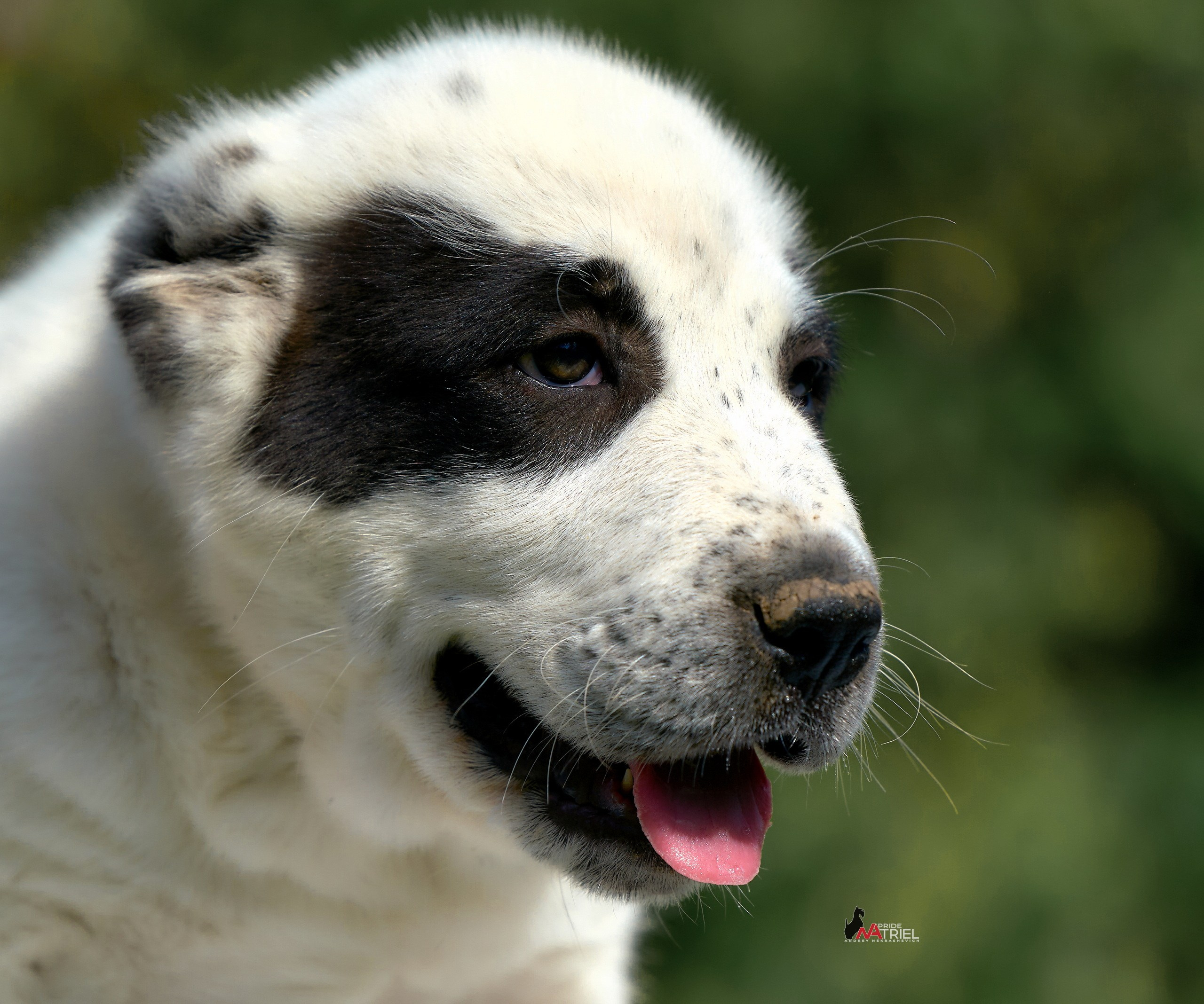 Щенки на прогулке — галерея NATRIEL