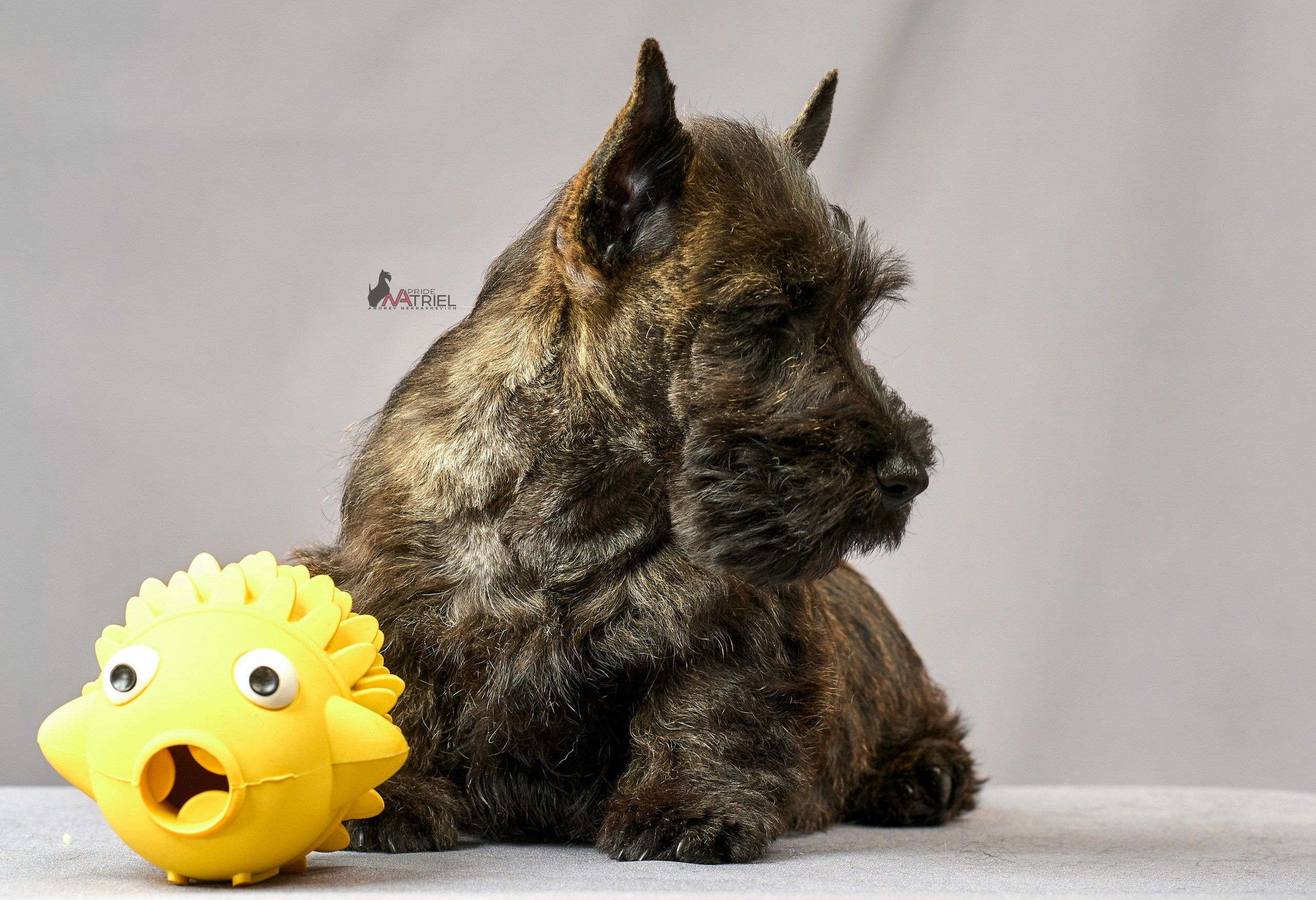 Съемка щенков скотч-терьеров