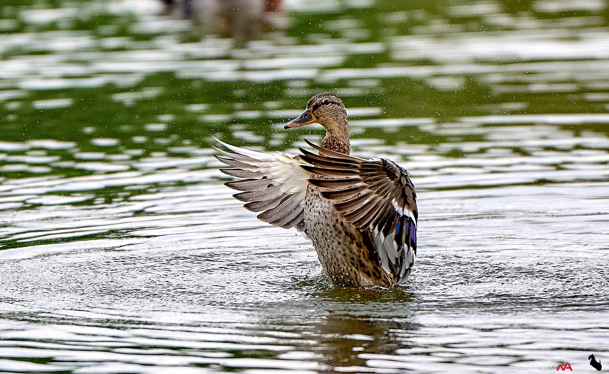 Утки на пруду