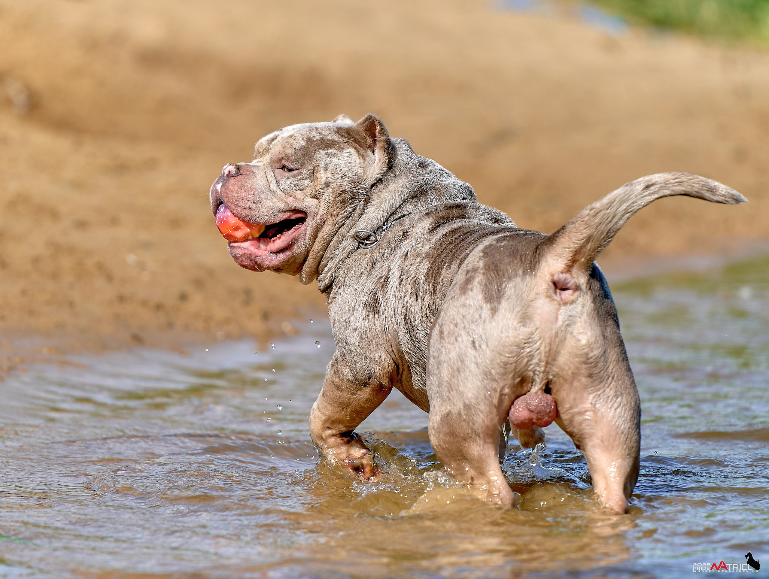 Съемка собак породы булли на природе