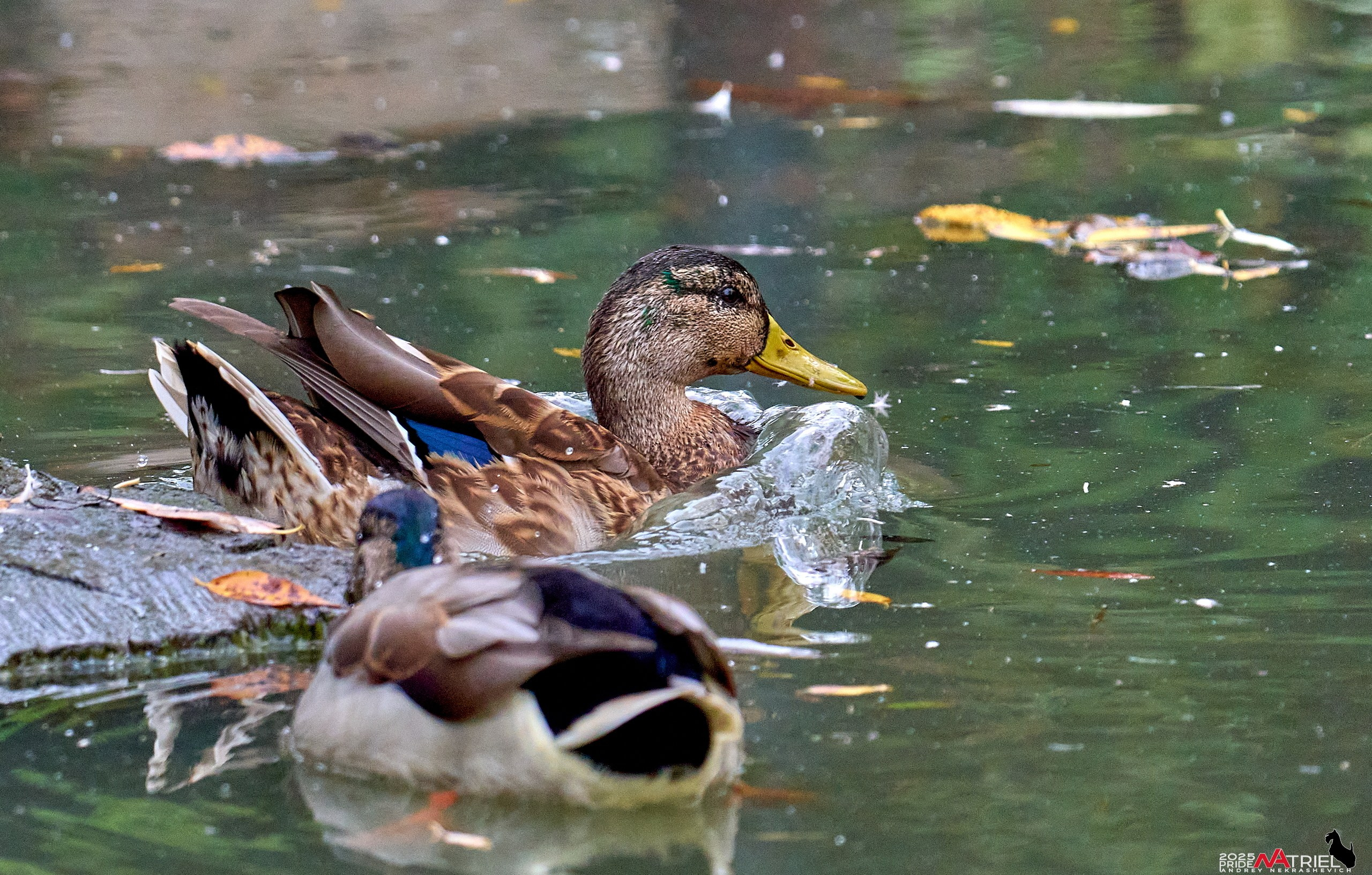 Съемка с объективом Sony 200-600 на камеру Sony A1m2