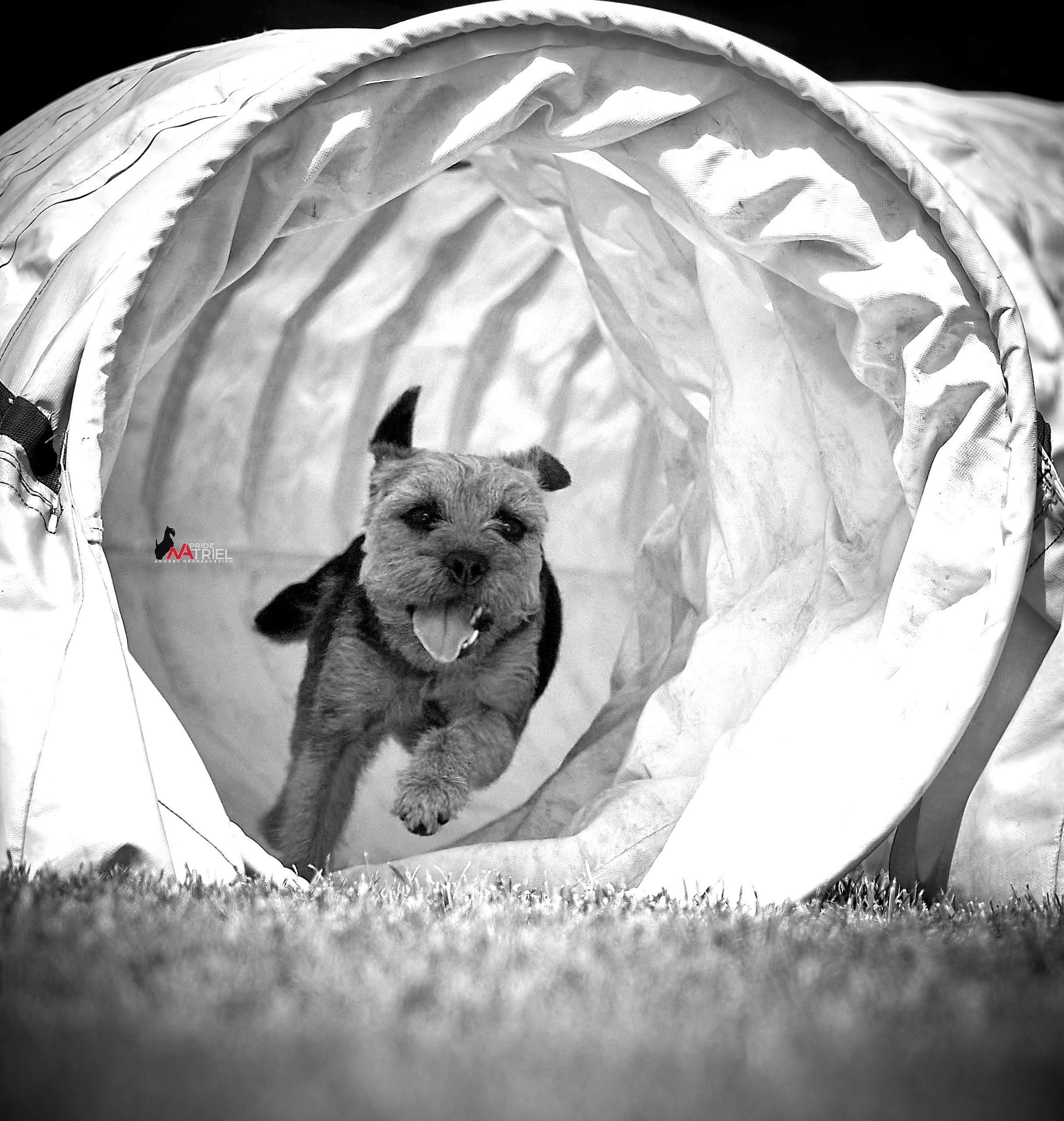 Аджилити — галерея NATRIEL