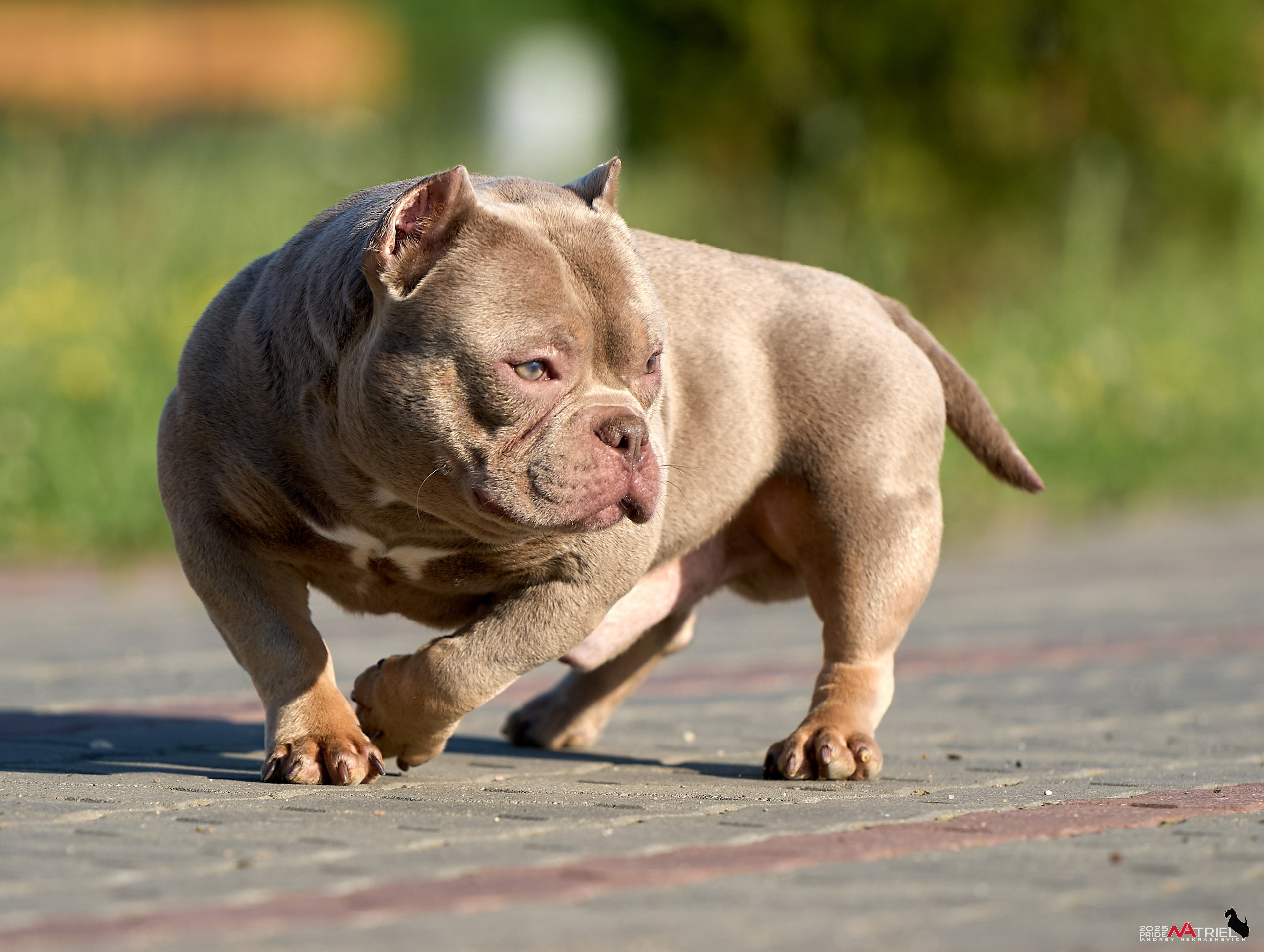 Съемка собак породы булли на природе