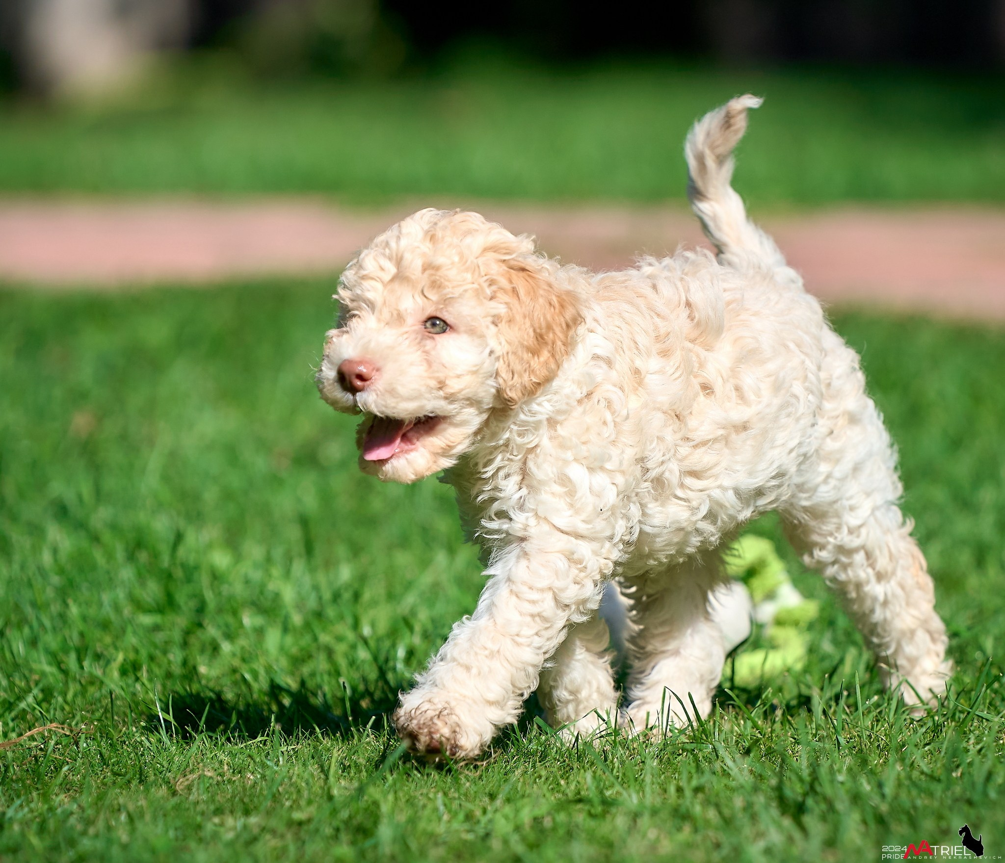 Съемка щенков лаготто на природе