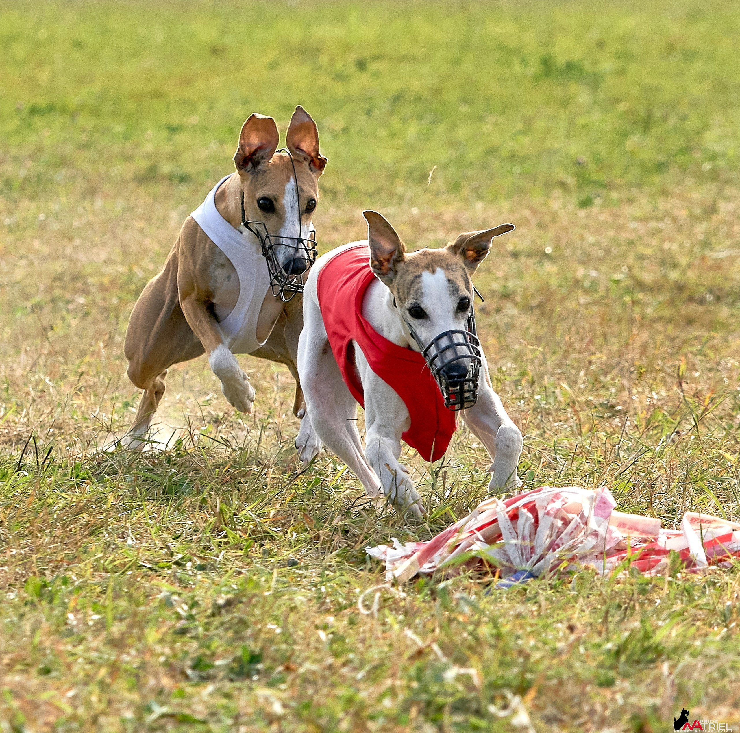 Съемка курсинг — галерея NATRIEL