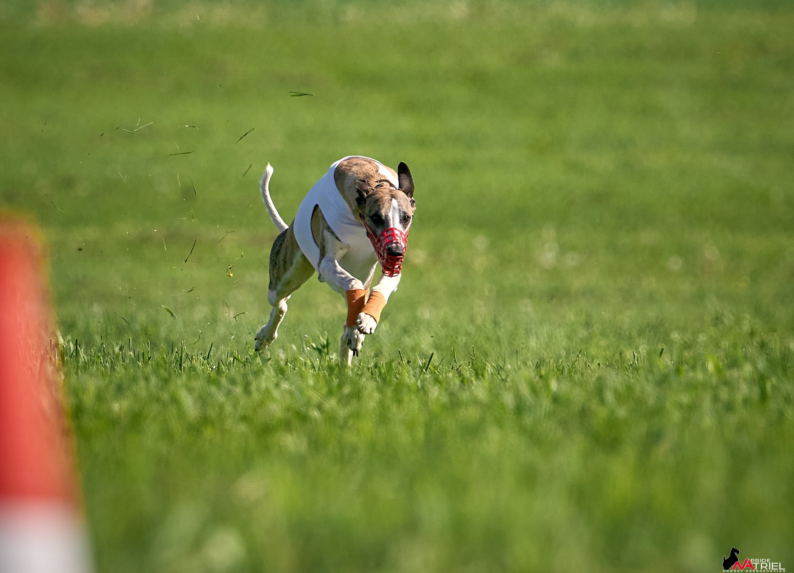 Съемка курсинг — галерея NATRIEL