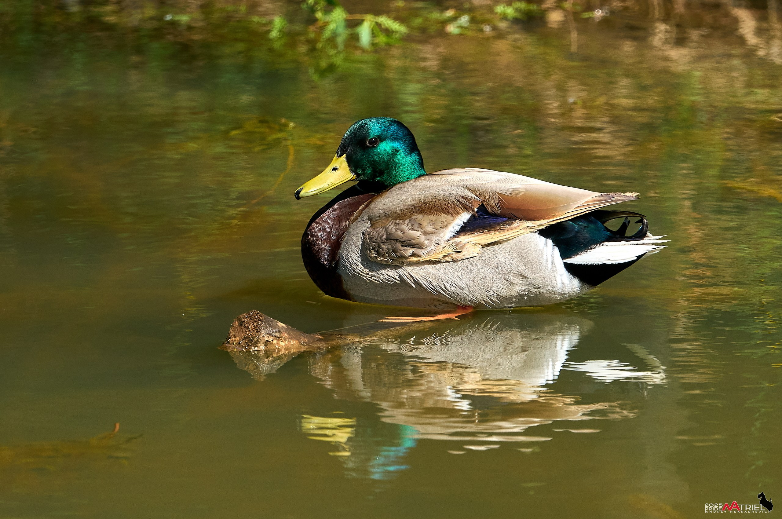 Птички и цветочки