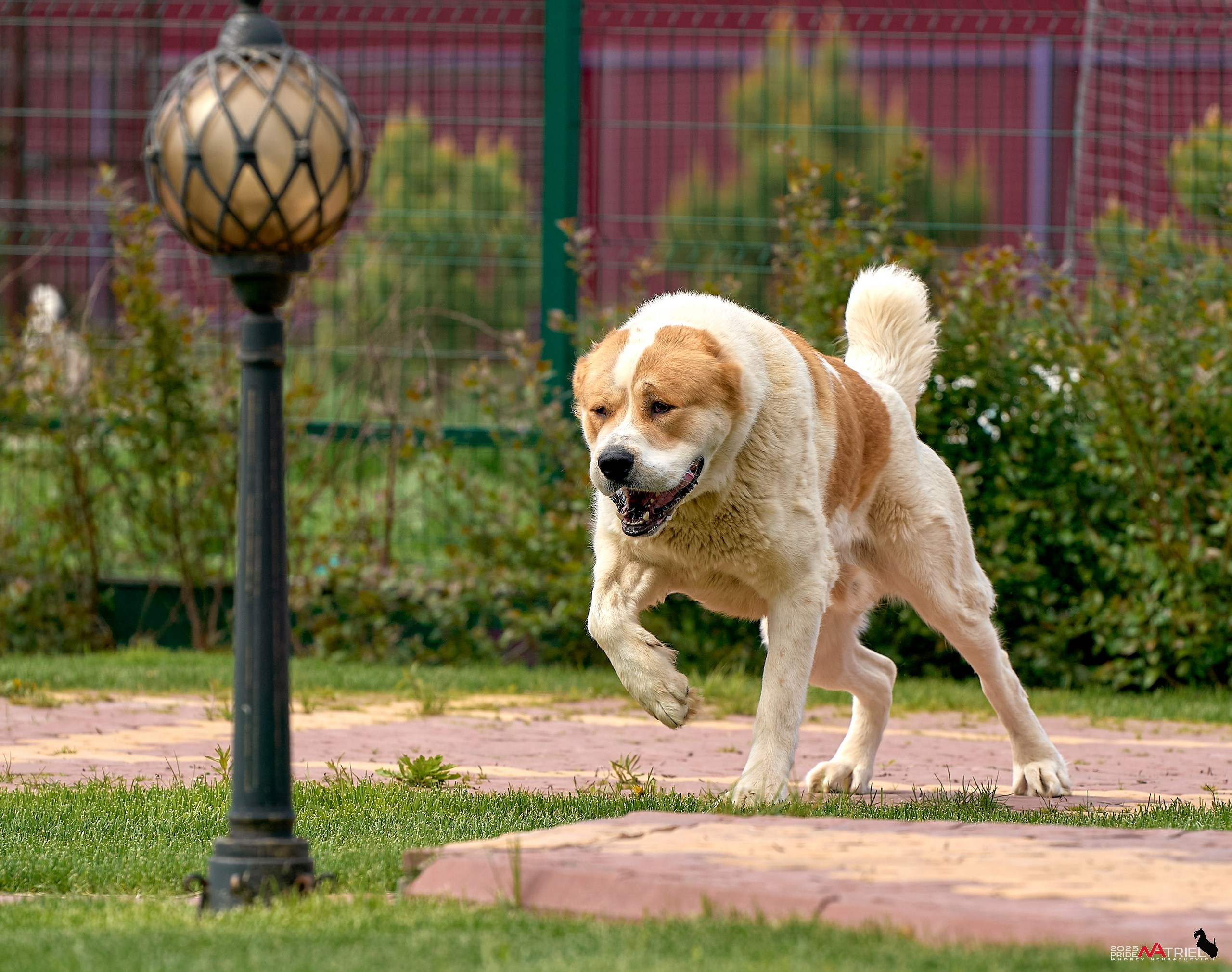 Съемка в питомнике