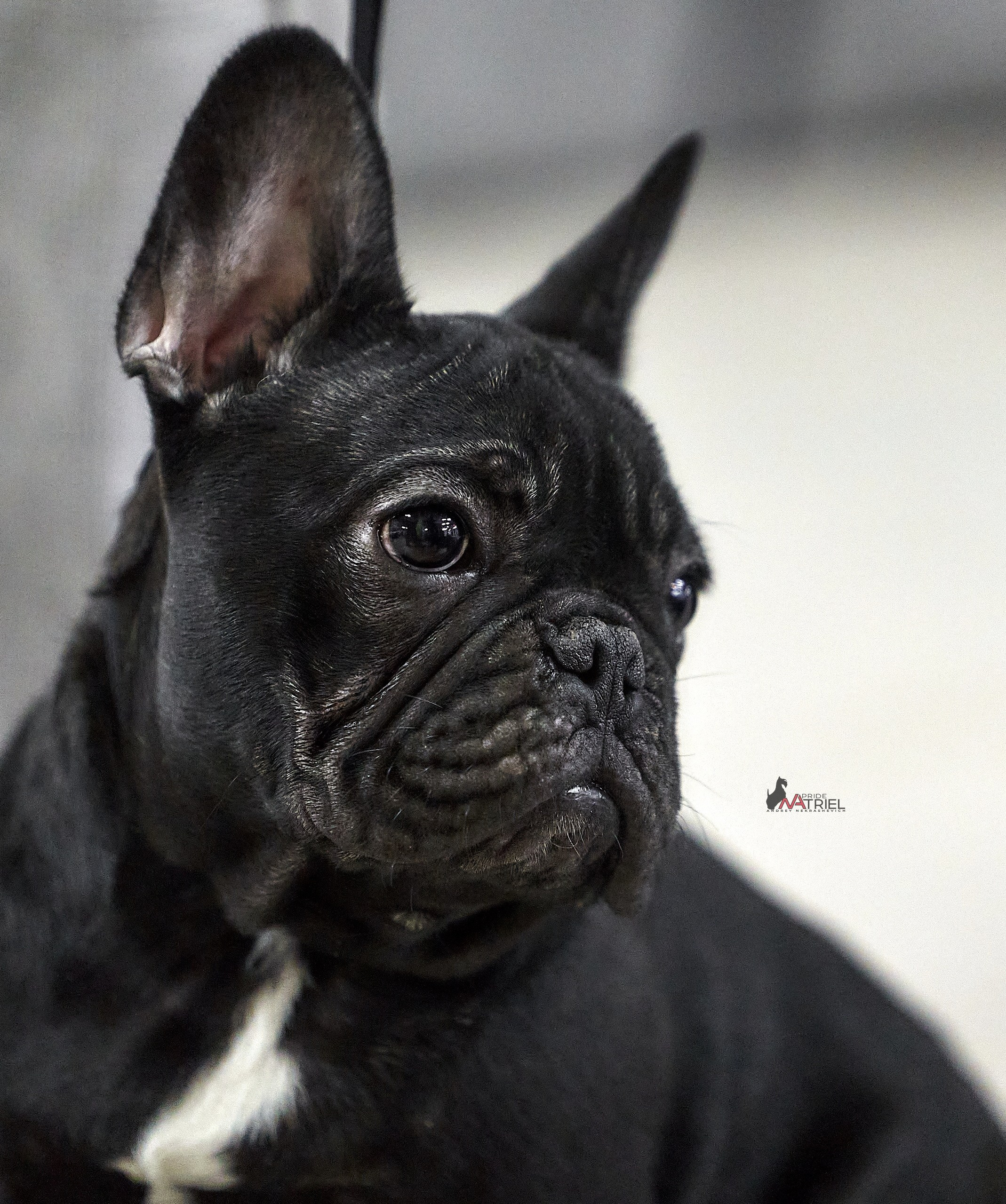 Портреты собак — галерея NATRIEL