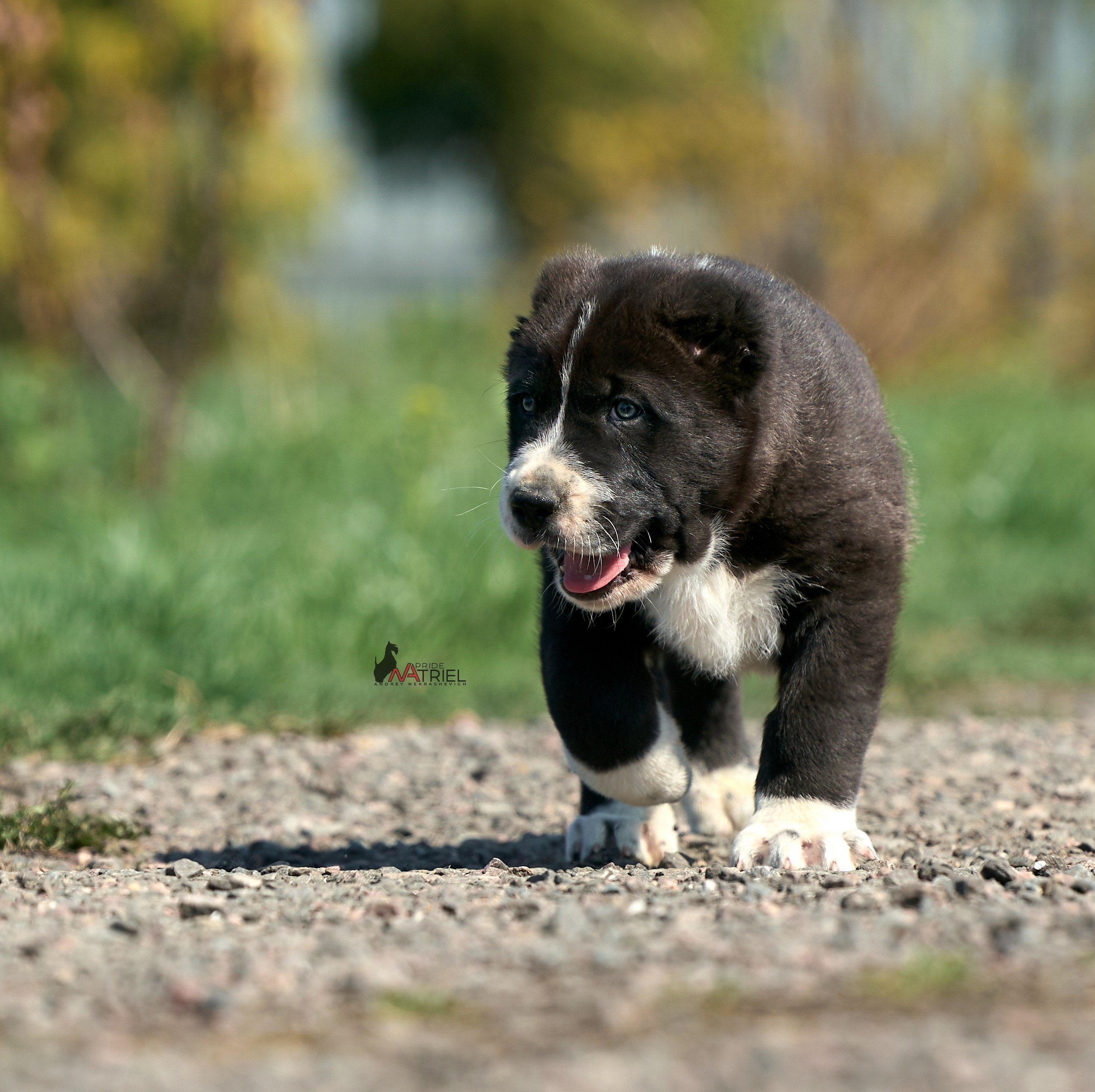 Среднеазиаты — щенки и взрослые