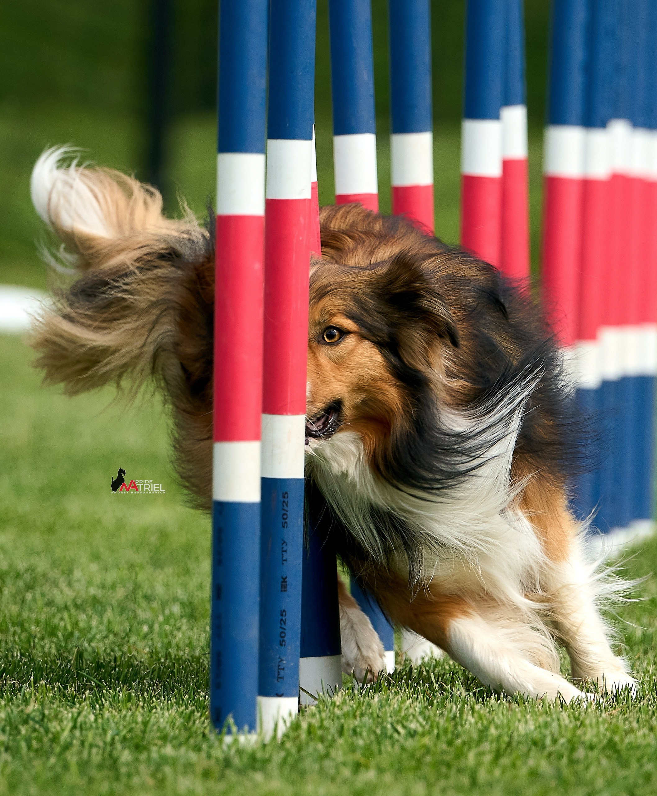 Аджилити — галерея NATRIEL