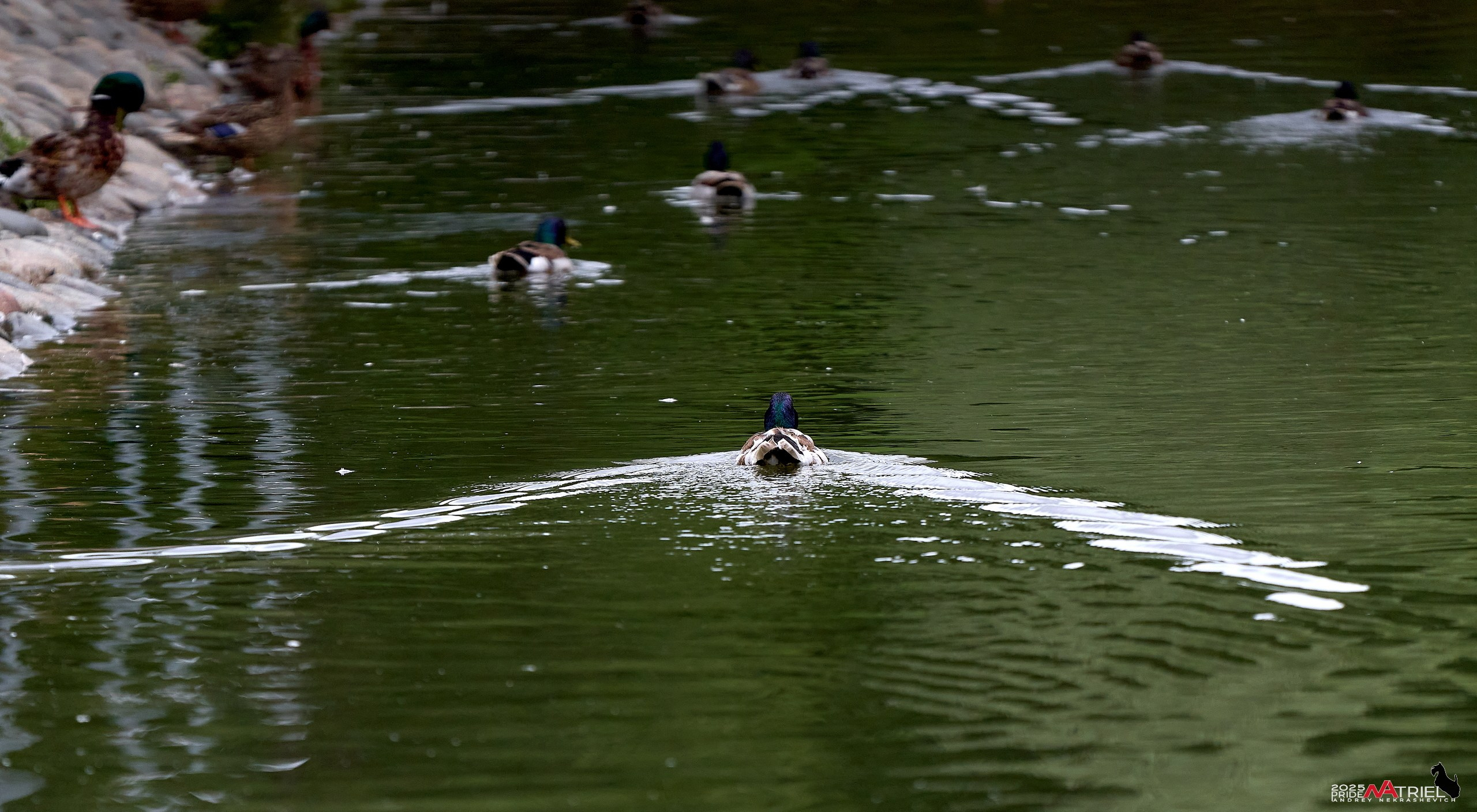 Съемка в парке на воде