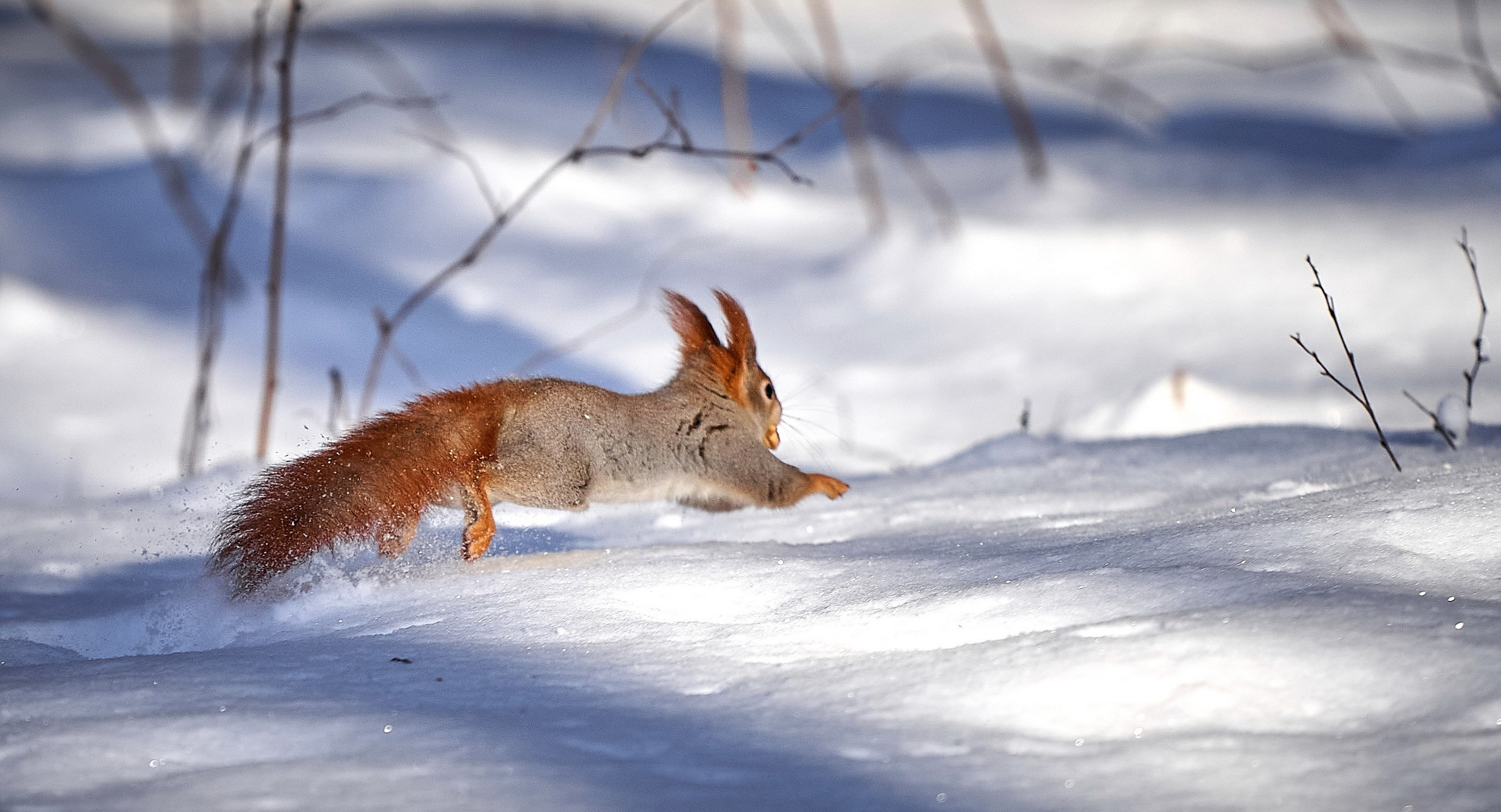 Животные — галерея NATRIEL