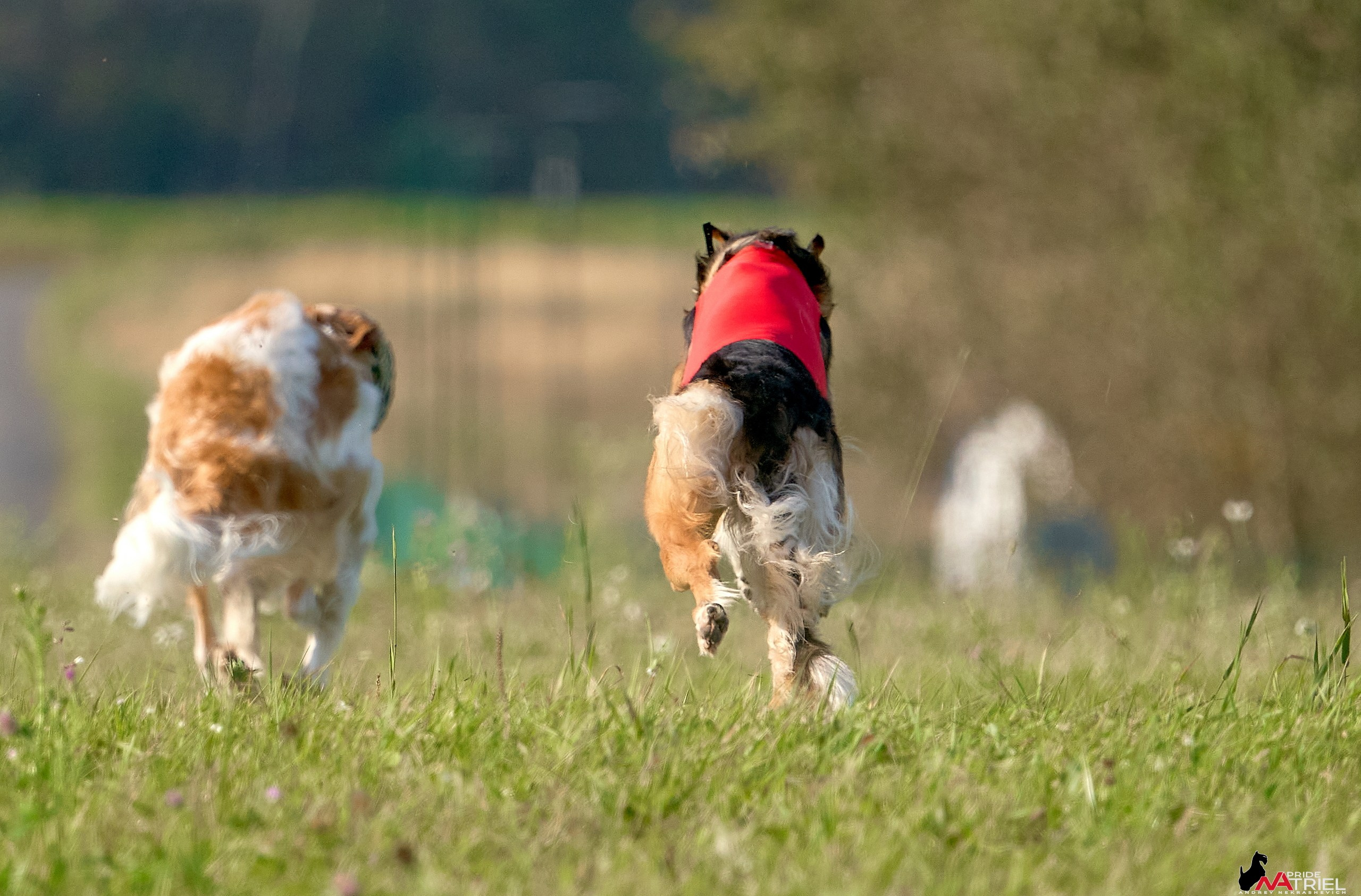 Съемка курсинг — галерея NATRIEL