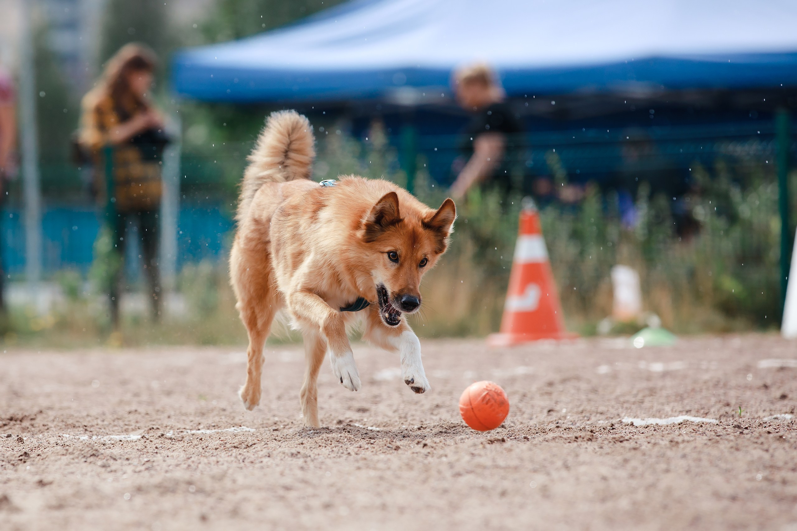 Питч&Гоу + веселые старты. Фотограф-анималист Mary Mart — Москва, Питер