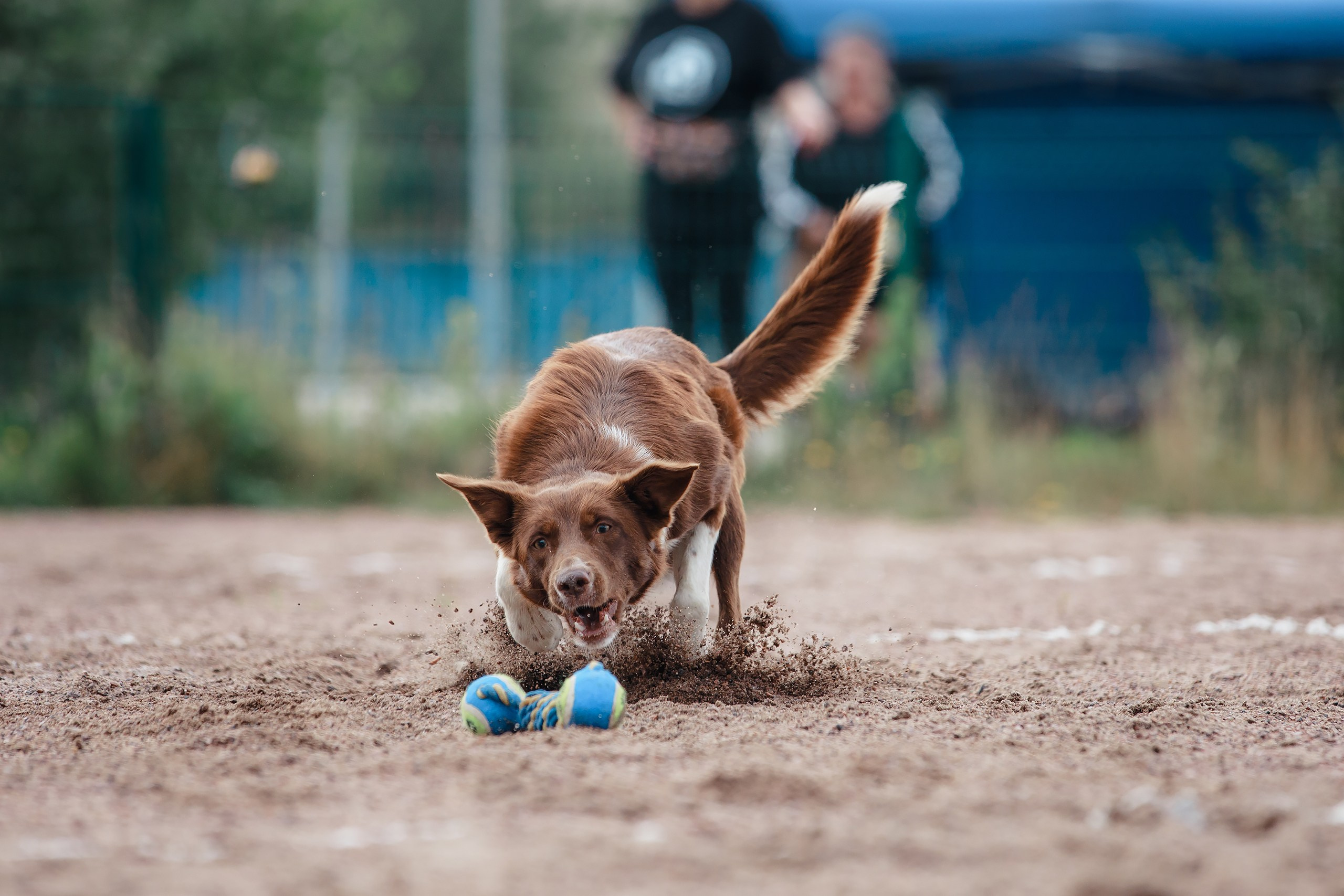 Питч&Гоу + веселые старты. Фотограф-анималист Mary Mart — Москва, Питер