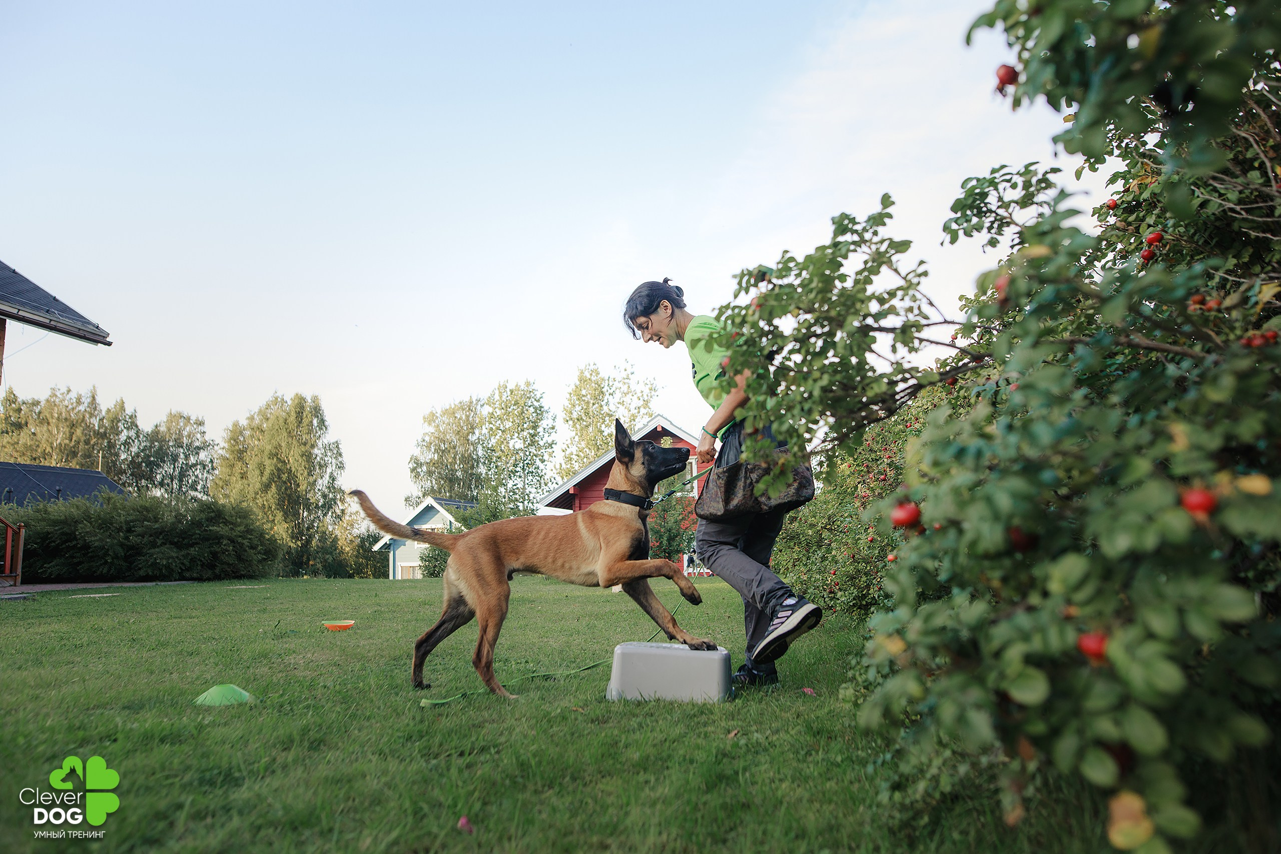 Кинологический лагерь CleverDog, 2024. Фотограф-анималист Mary Mart — Москва, Питер