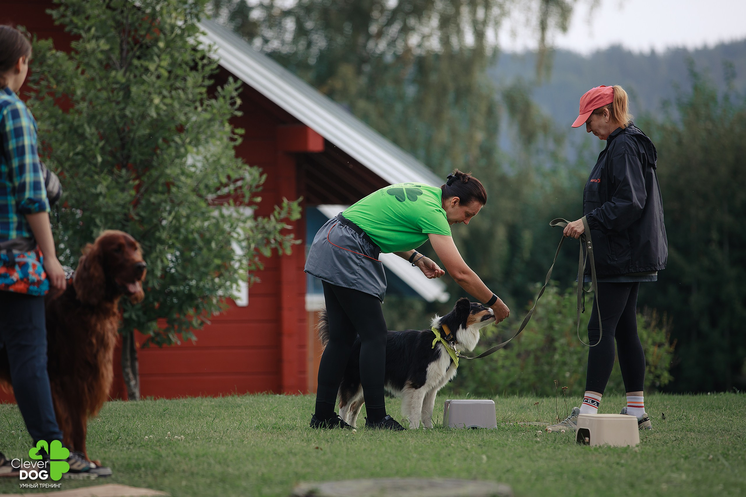 Кинологический лагерь CleverDog, 2024. Фотограф-анималист Mary Mart — Москва, Питер
