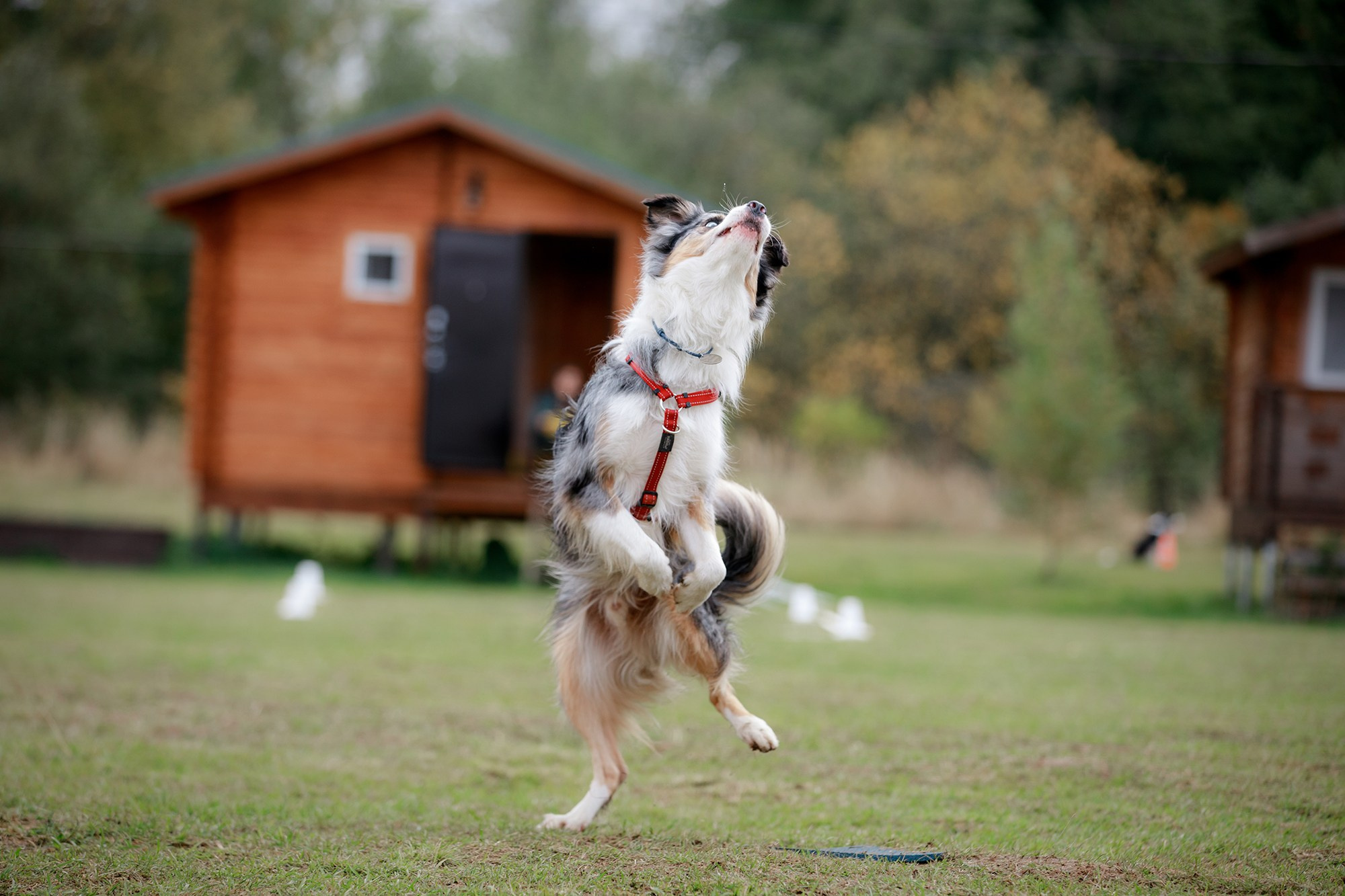 Лагерь по ОБД с Инной Баженовой. Фотограф-анималист Mary Mart — Москва, Питер