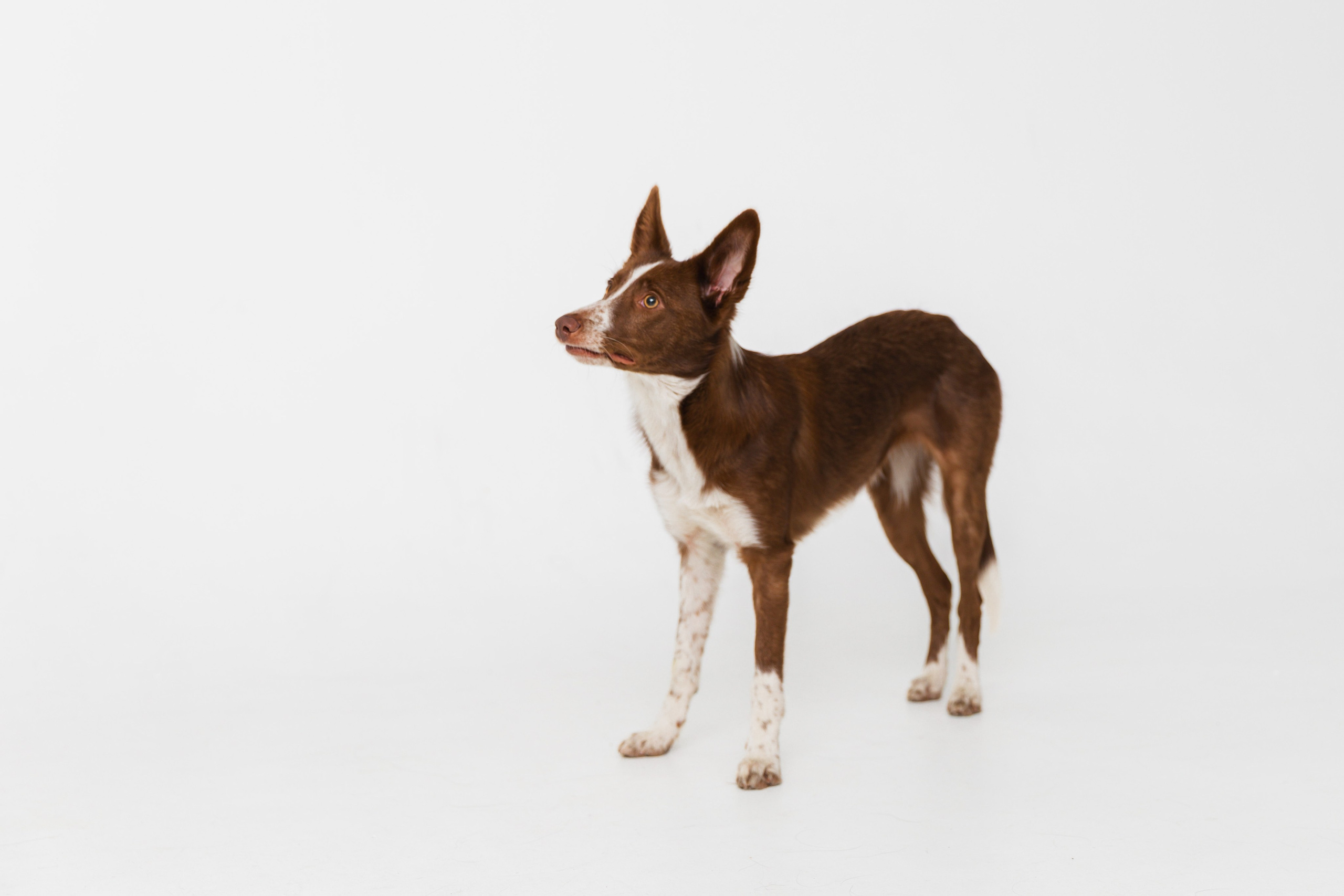 Воркшоп по импульсному свету