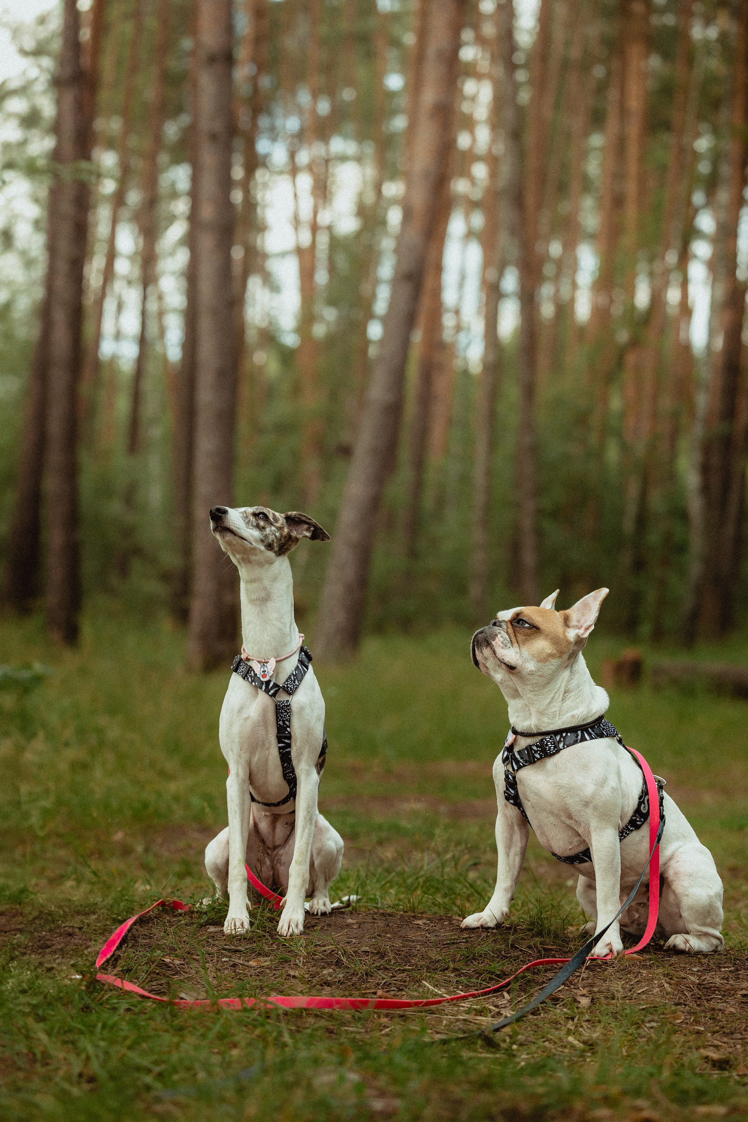 Выездной дог-тренинг от школы «Шерсть имею»