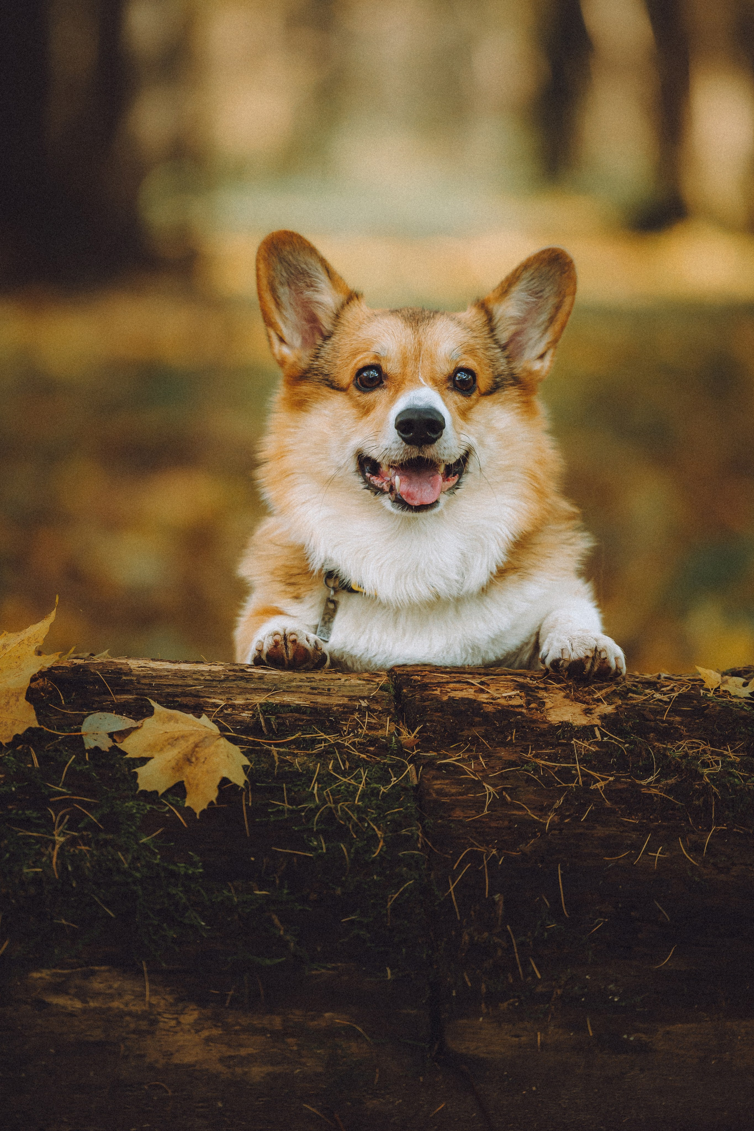 Карина, Даня и Аркаша