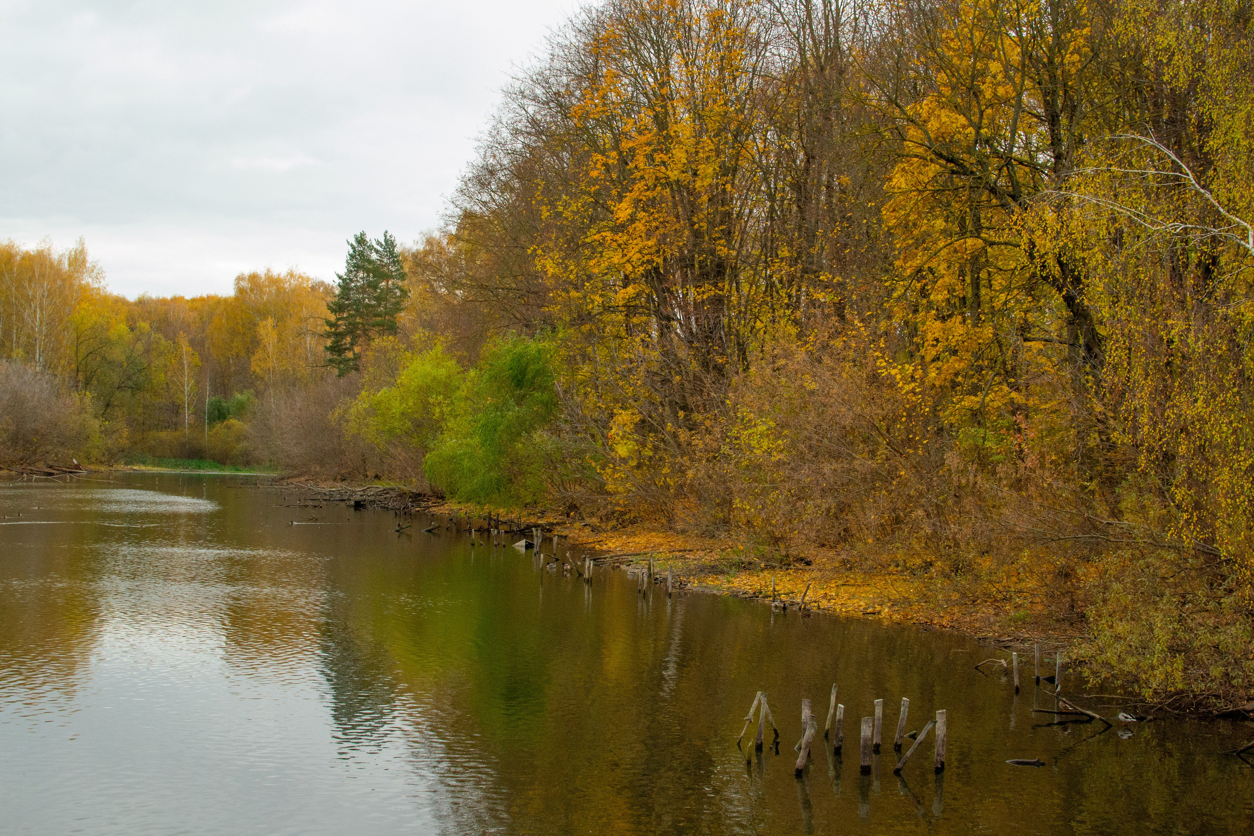 Старенький Nikon 3100 и nikkor 35 mm 1.8 (фото проявленные из RAW-NEF файлов). Фотограф в Туле Крупский АнДРей. Фотостудия «КАДР71» в Туле