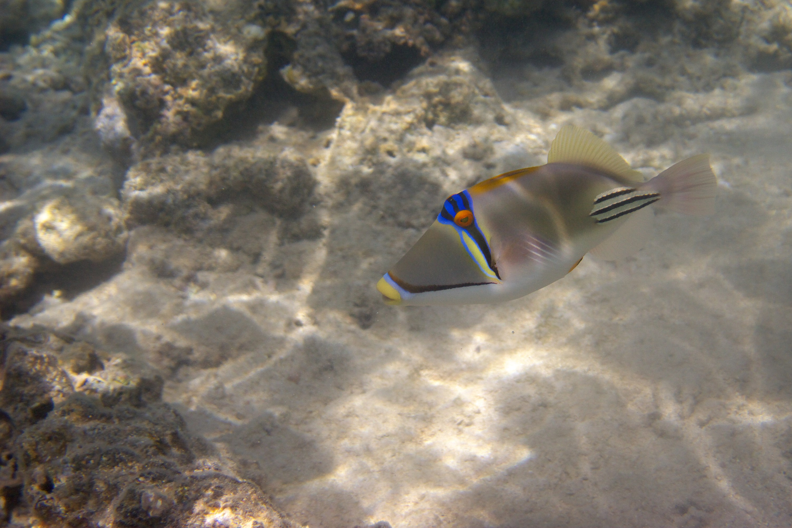 Под водой. Миша Печёнкин | фотография