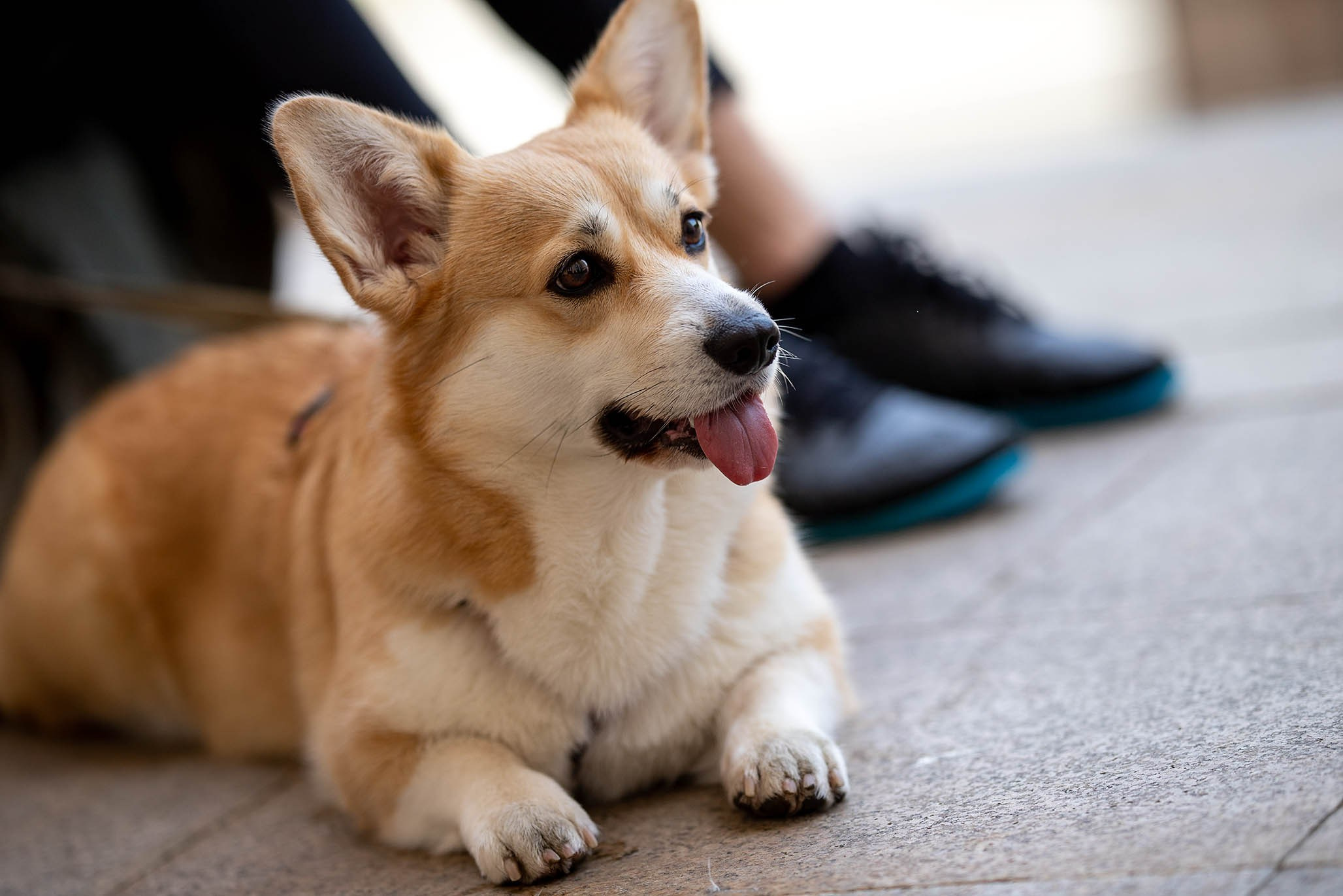 Лиса и Деви, корги. Ирина Голомб|Фотограф-анималист в  Сочи и Калининграде